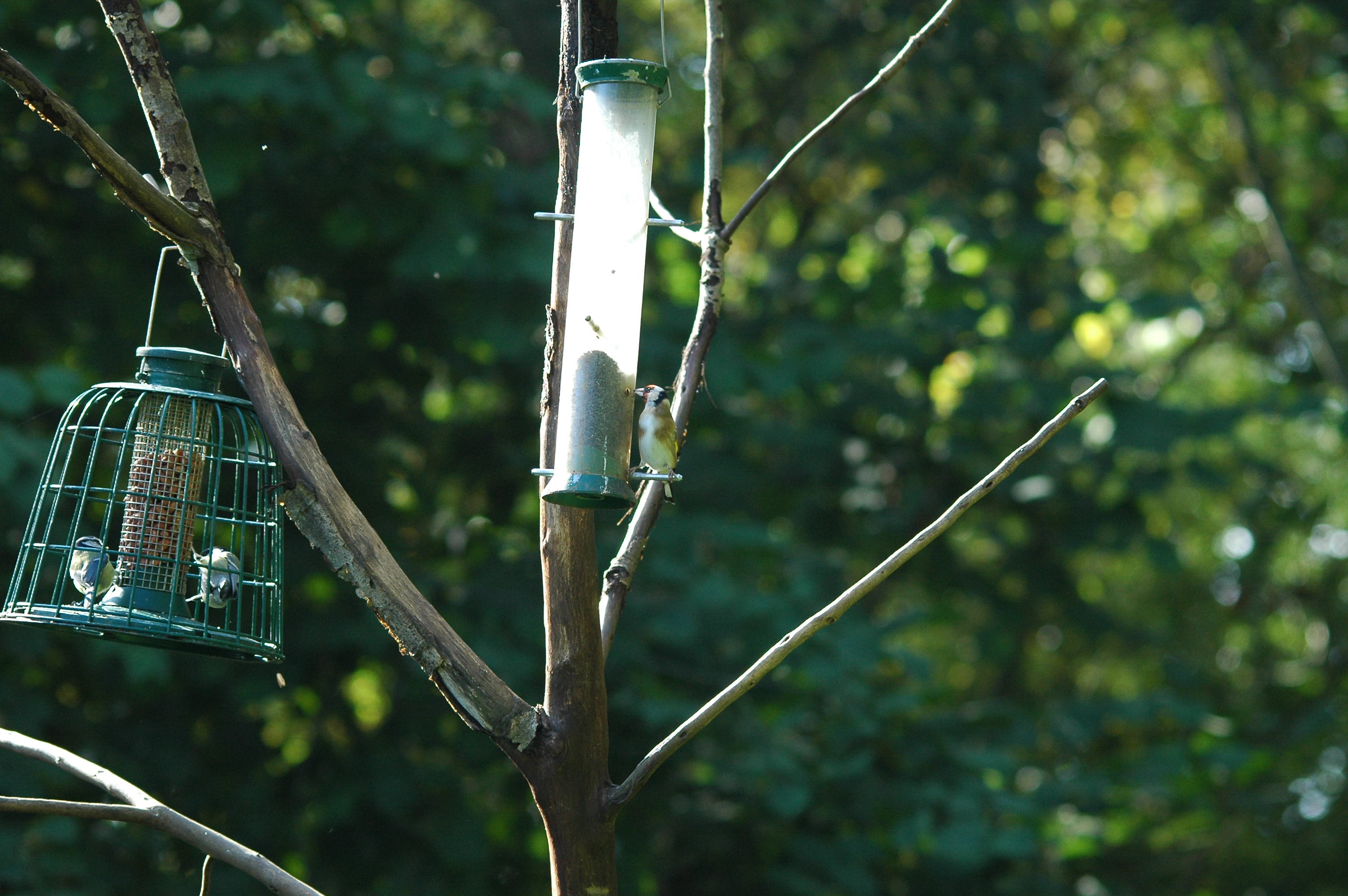 photos/wildlife/Bird_Species/193-Finches/9467-European_Goldfinch/DSC_3556.JPG