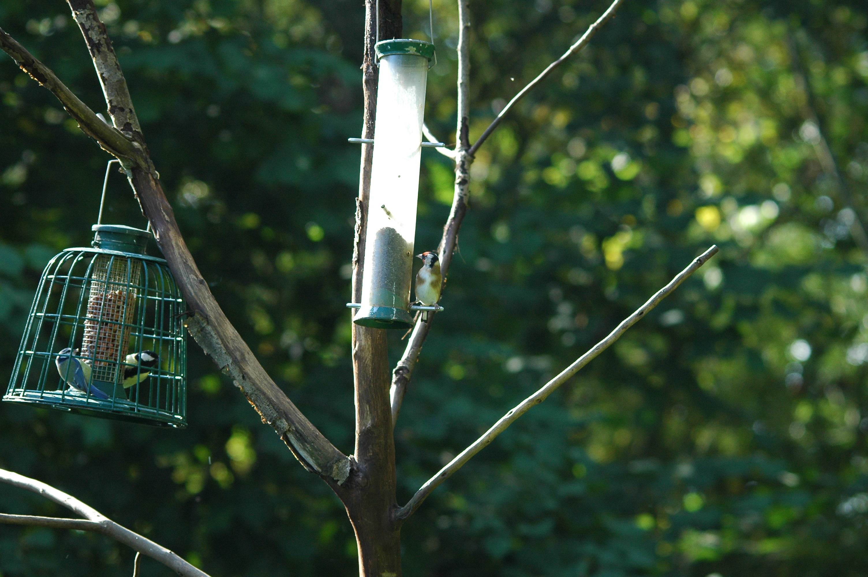 photos/wildlife/Bird_Species/193-Finches/9467-European_Goldfinch/DSC_3557.JPG