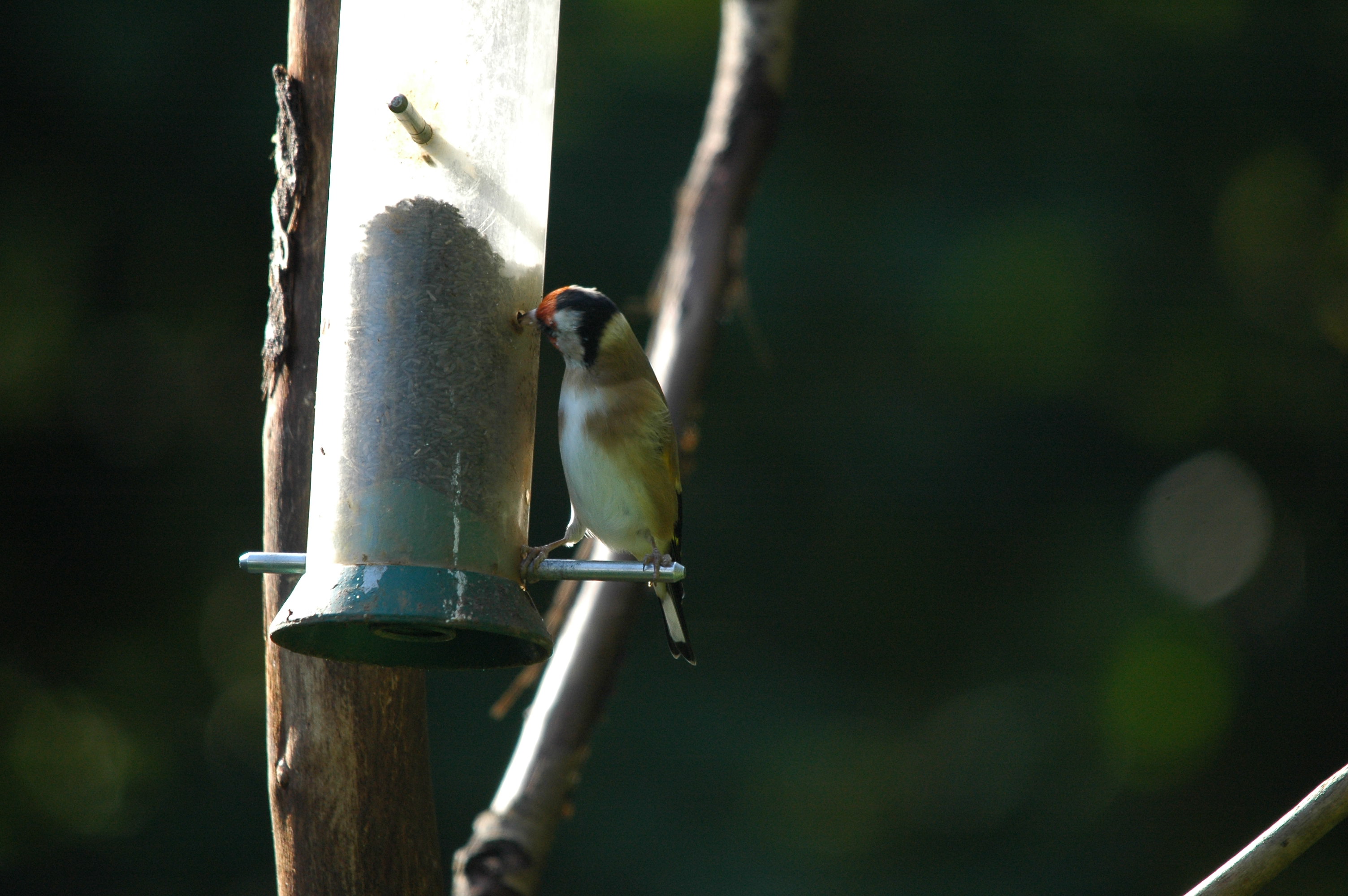 photos/wildlife/Bird_Species/193-Finches/9467-European_Goldfinch/DSC_3560.JPG