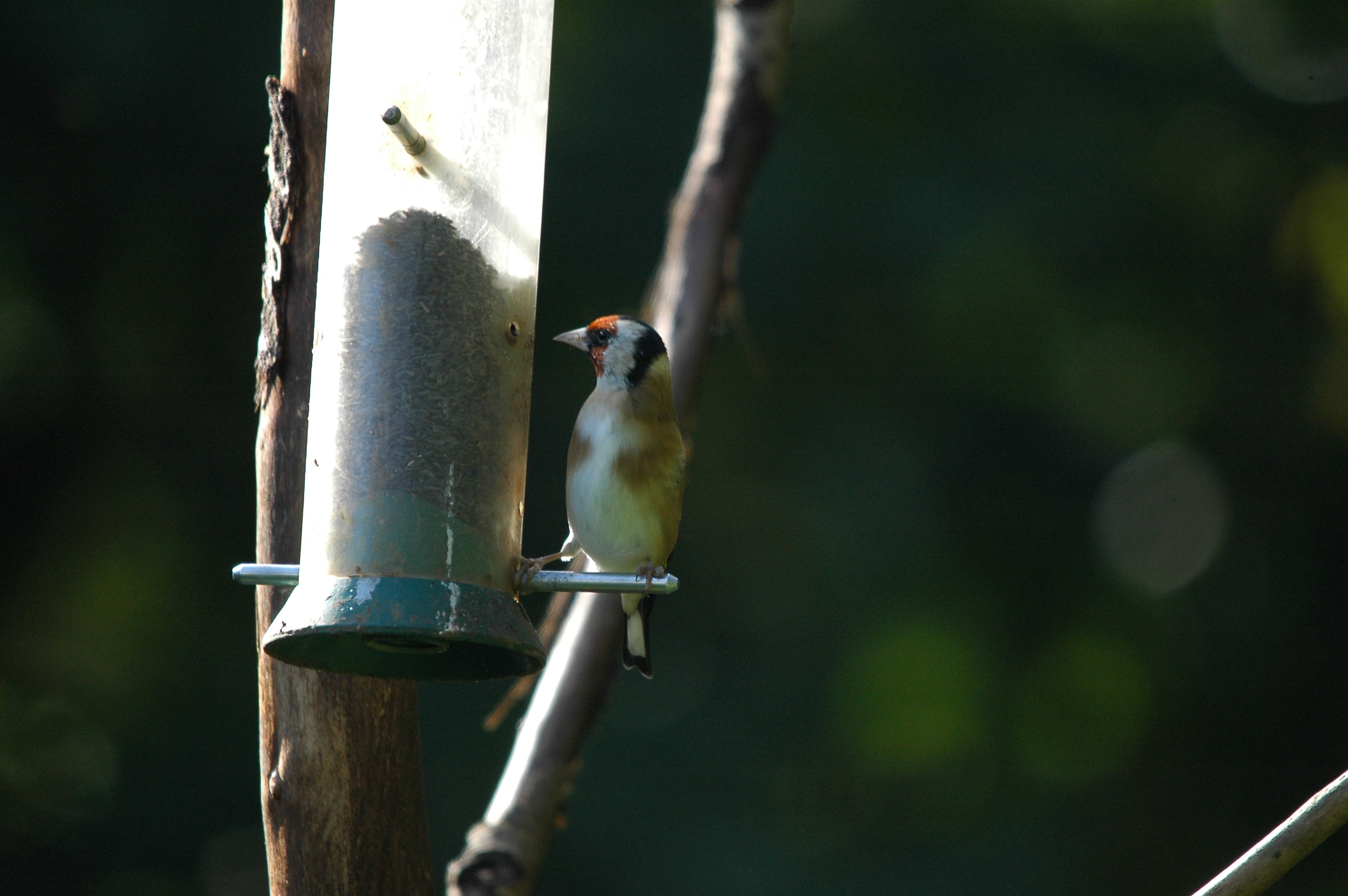 photos/wildlife/Bird_Species/193-Finches/9467-European_Goldfinch/DSC_3561.JPG