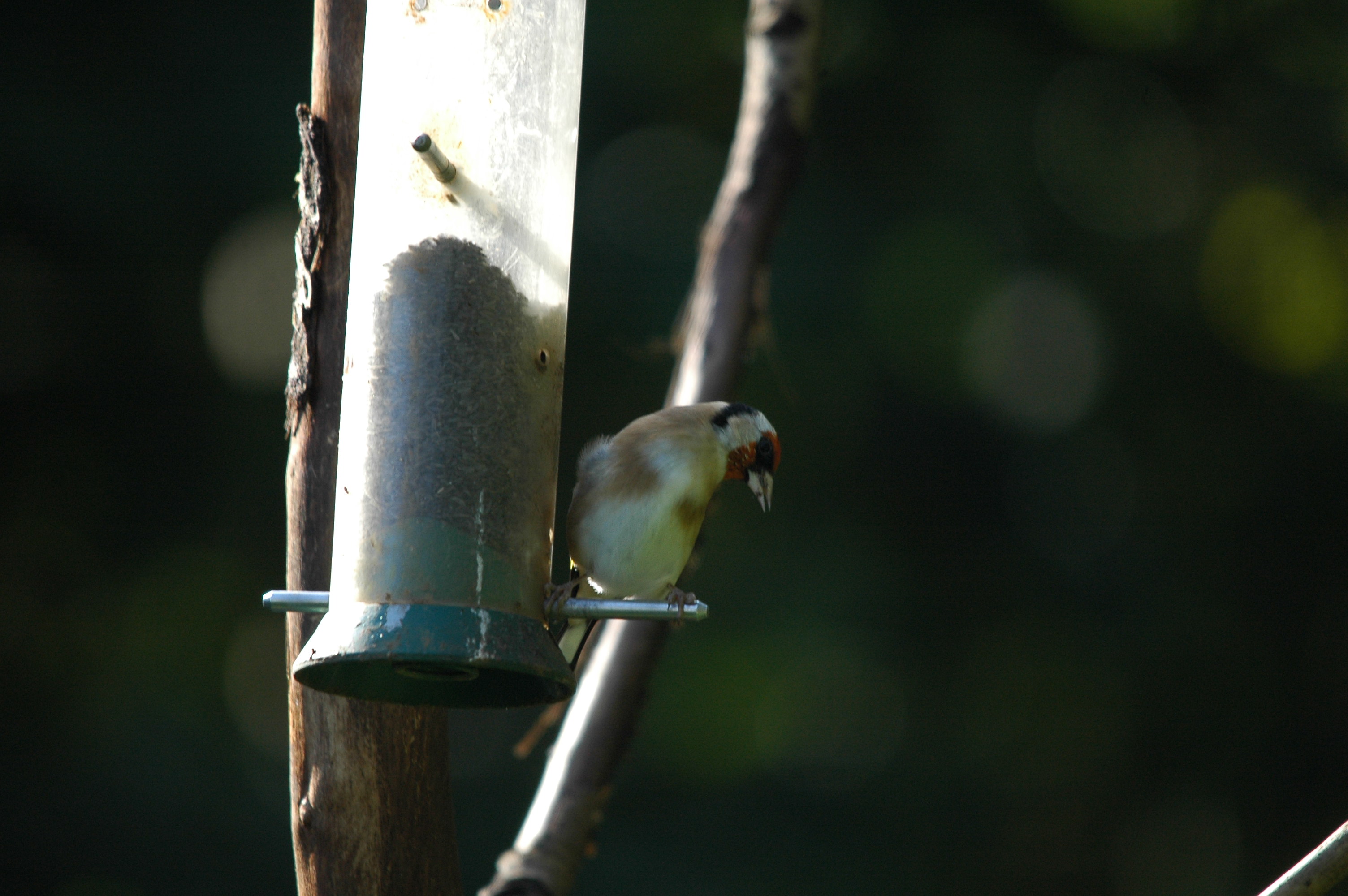 photos/wildlife/Bird_Species/193-Finches/9467-European_Goldfinch/DSC_3562.JPG