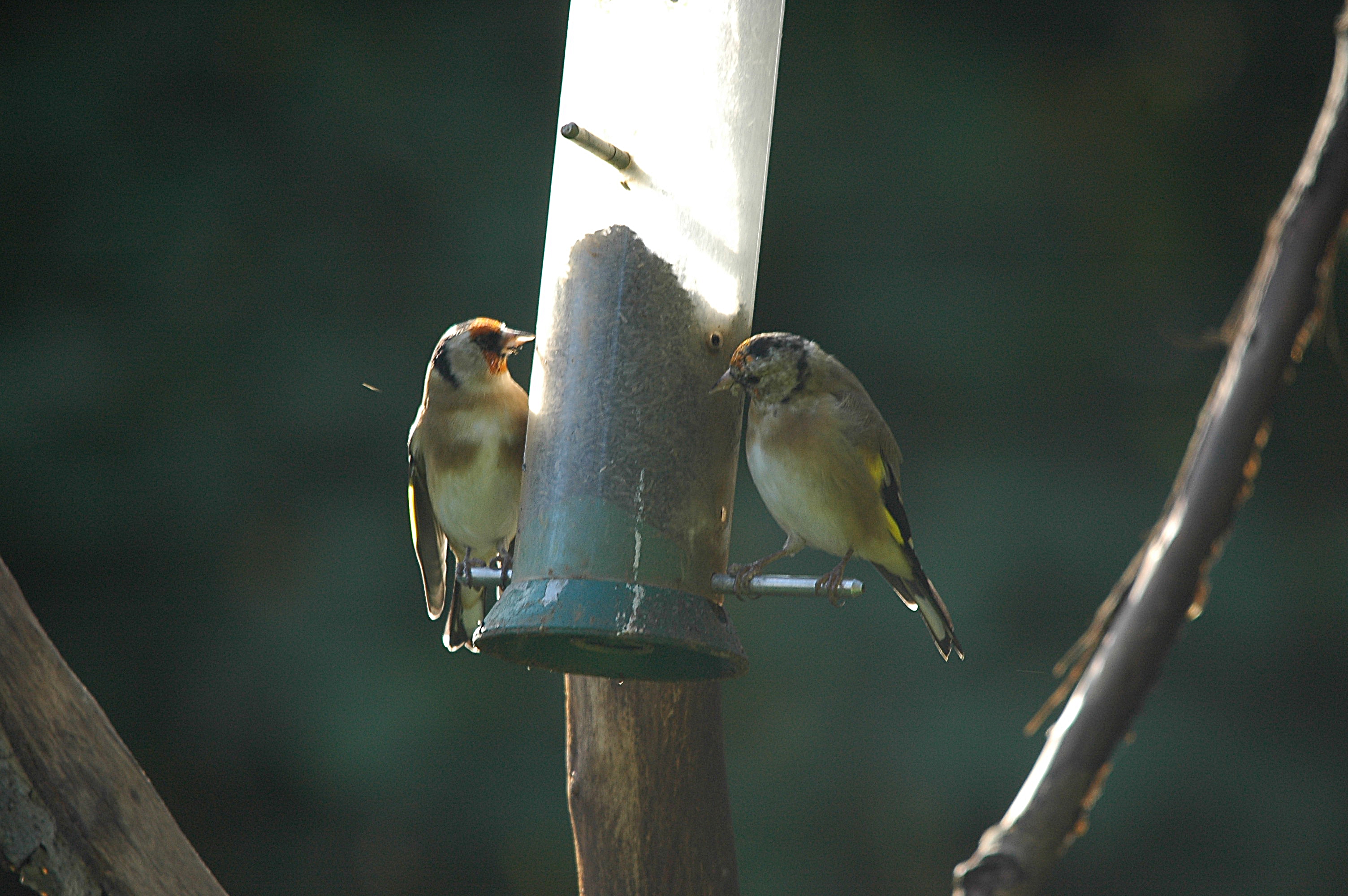 photos/wildlife/Bird_Species/193-Finches/9467-European_Goldfinch/DSC_3570.JPG