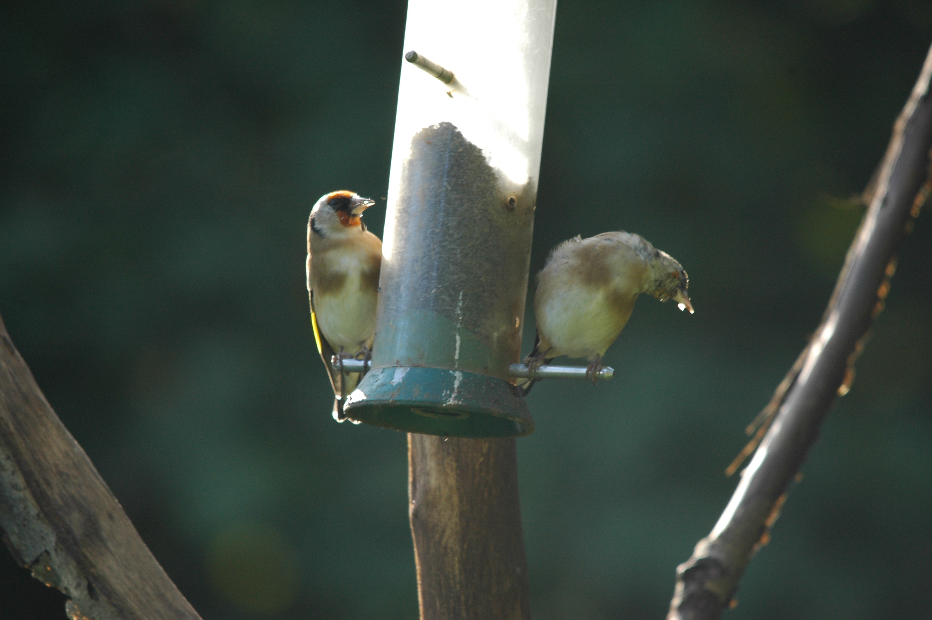 photos/wildlife/Bird_Species/193-Finches/9467-European_Goldfinch/DSC_3571.JPG