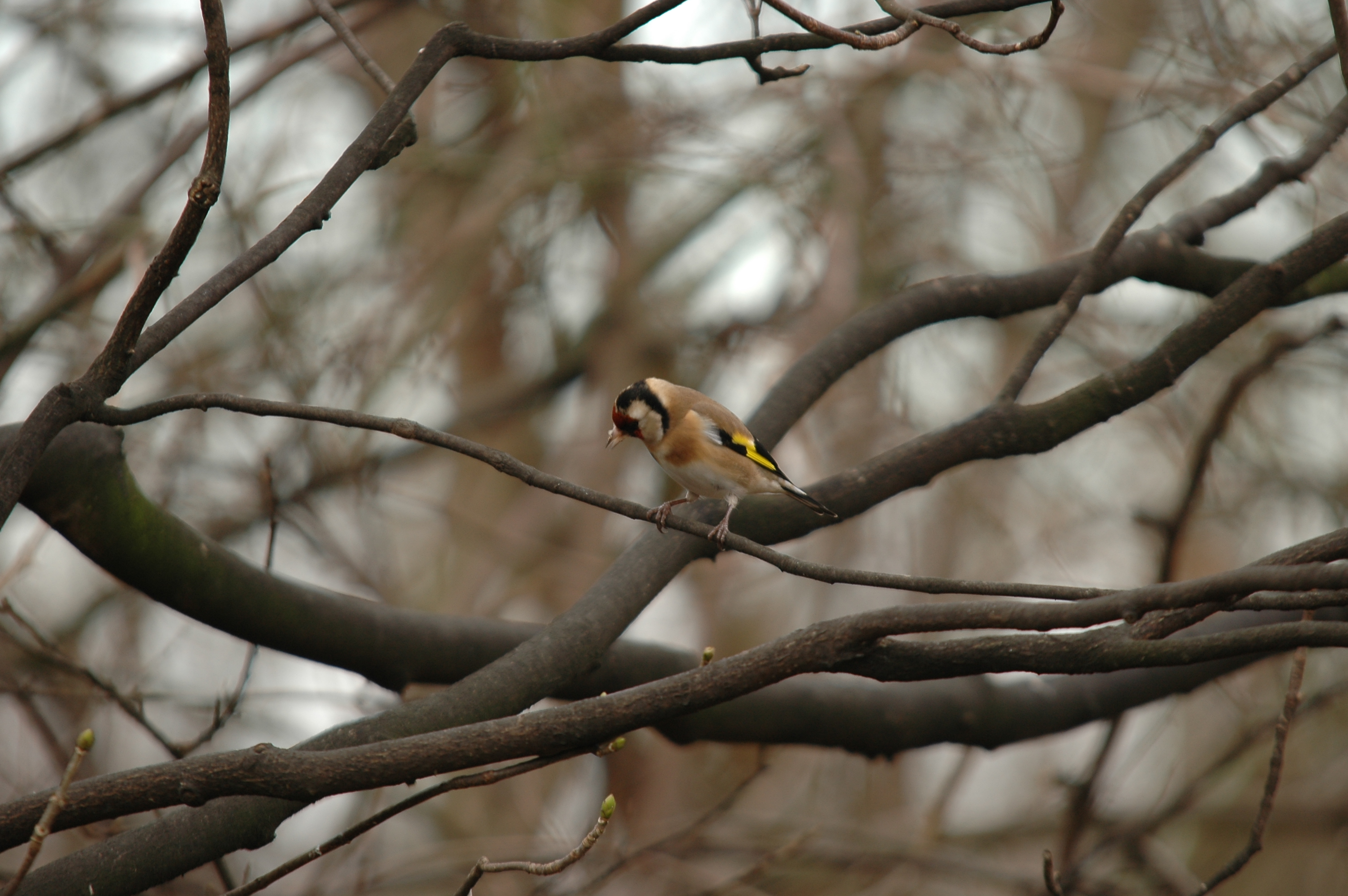 photos/wildlife/Bird_Species/193-Finches/9467-European_Goldfinch/DSC_4610.JPG