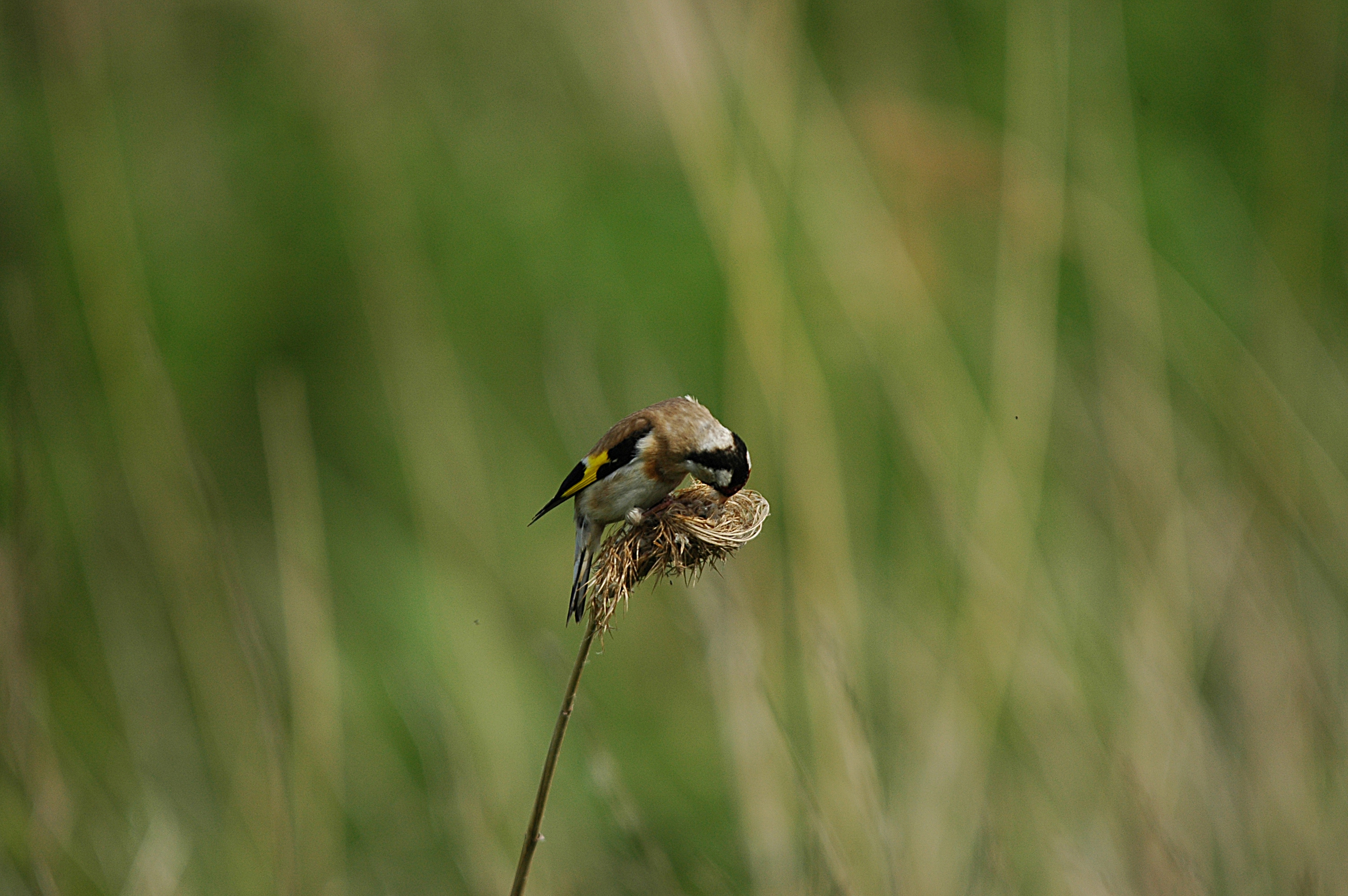 photos/wildlife/Bird_Species/193-Finches/9467-European_Goldfinch/DSC_6050.JPG