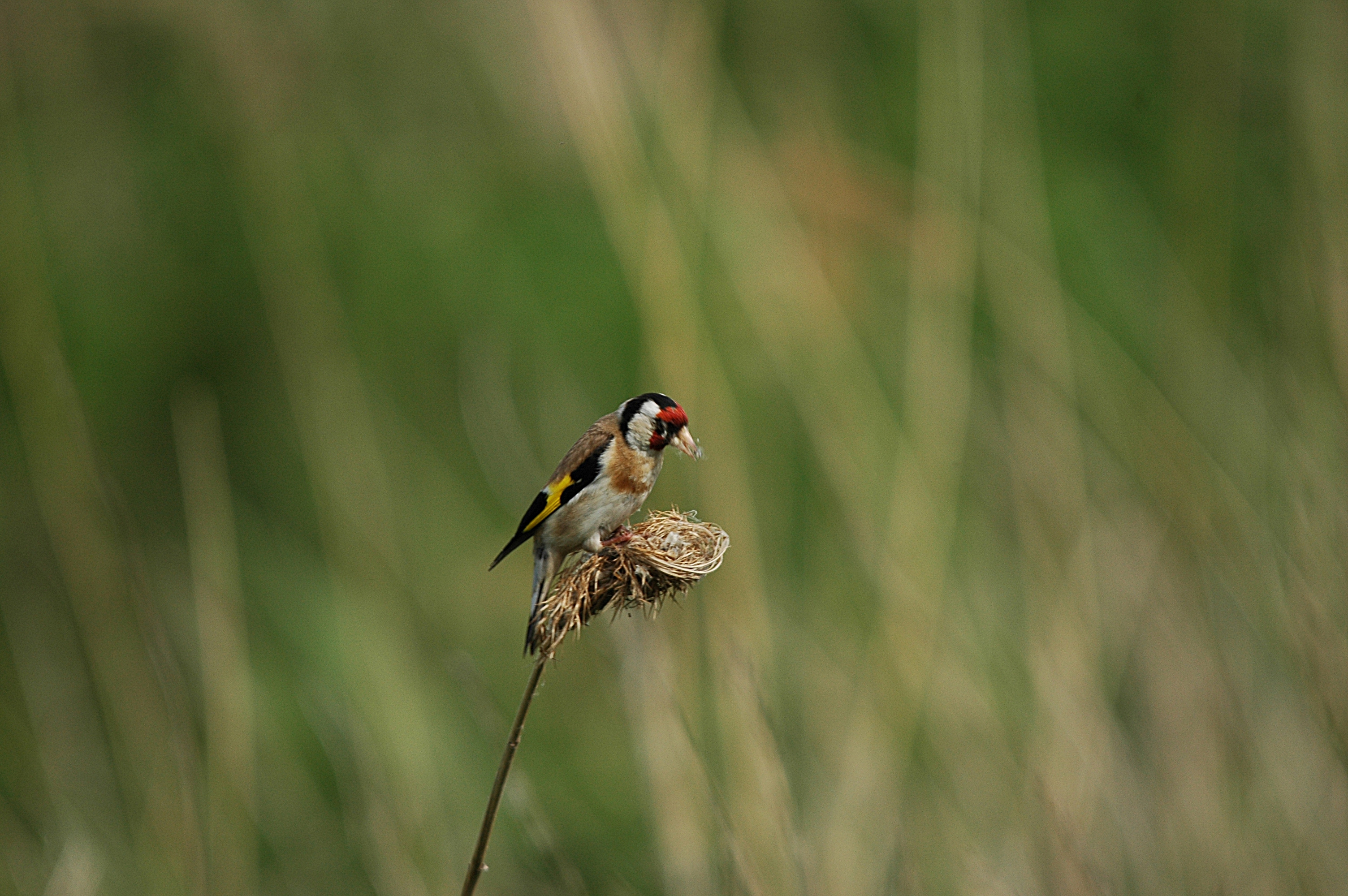photos/wildlife/Bird_Species/193-Finches/9467-European_Goldfinch/DSC_6051.JPG