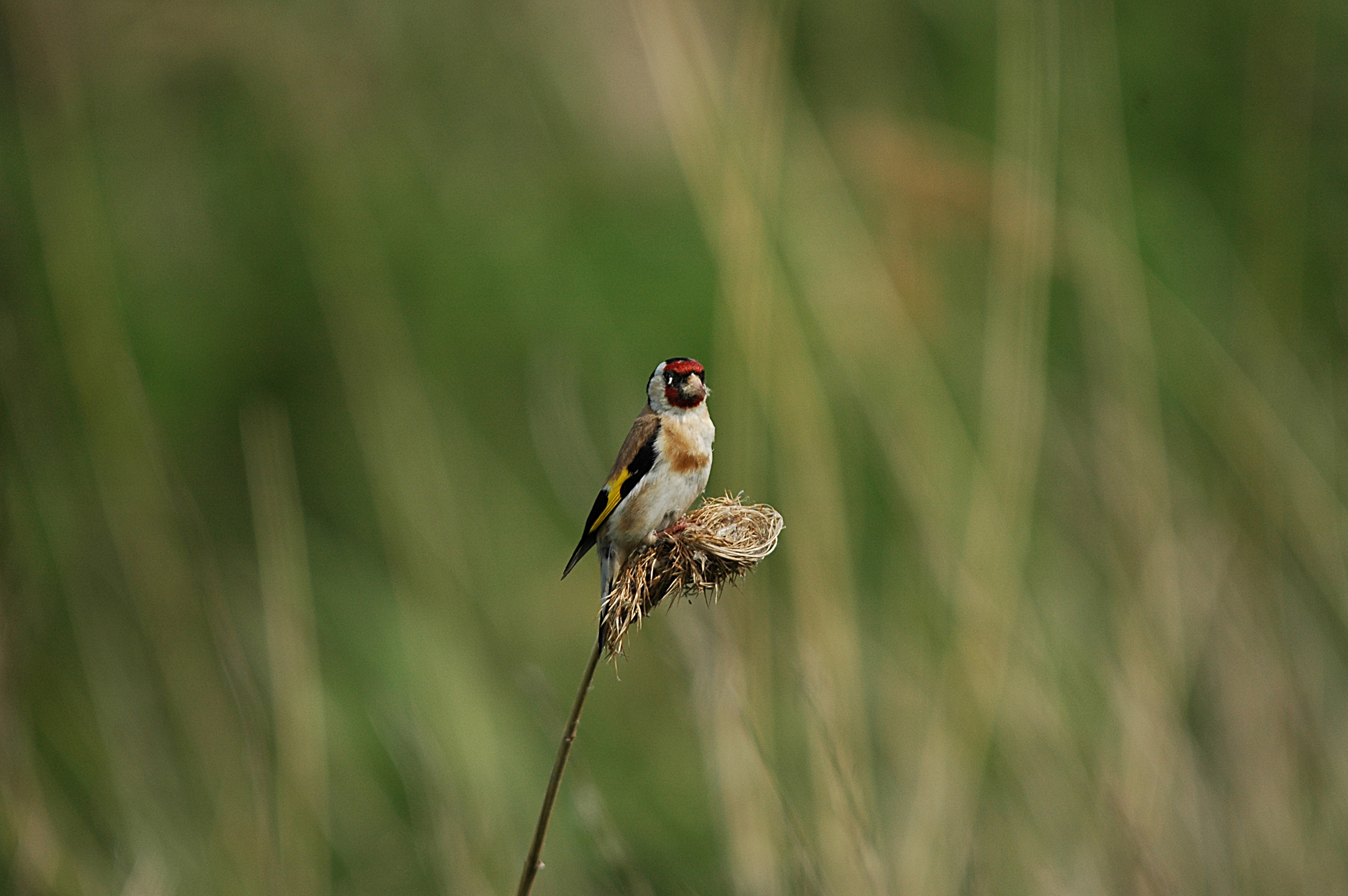 photos/wildlife/Bird_Species/193-Finches/9467-European_Goldfinch/DSC_6052.JPG