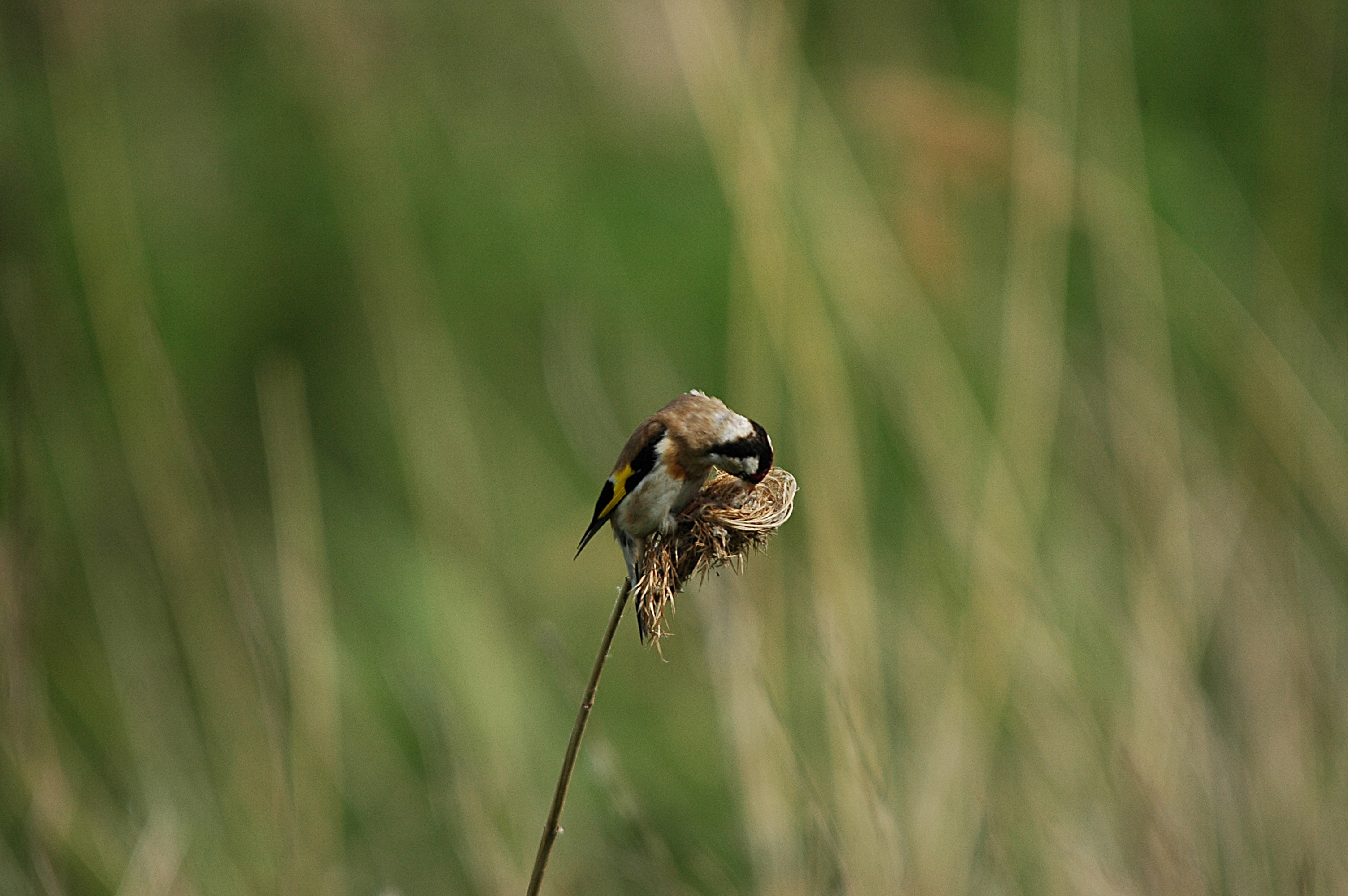 photos/wildlife/Bird_Species/193-Finches/9467-European_Goldfinch/DSC_6053.JPG