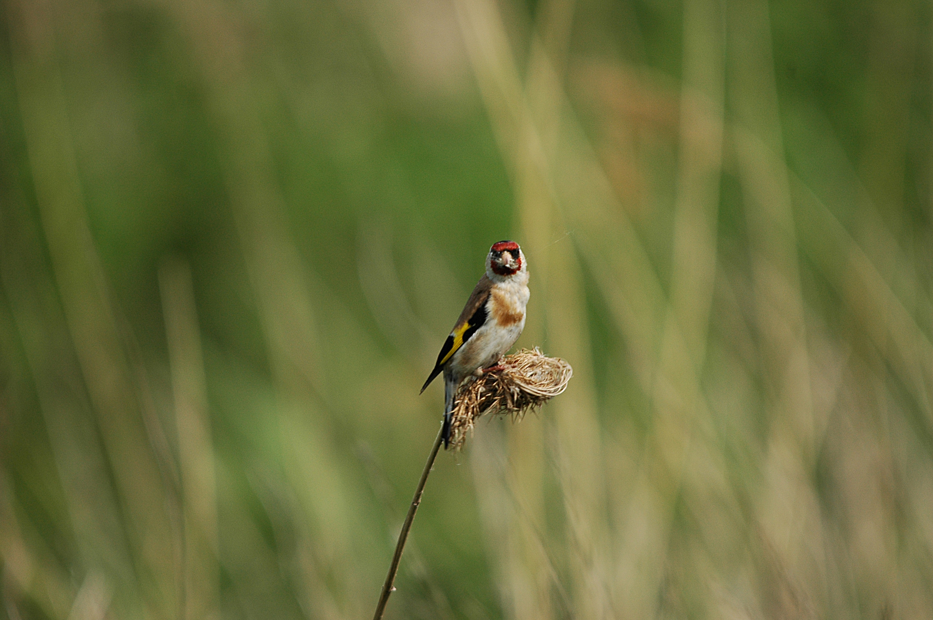 photos/wildlife/Bird_Species/193-Finches/9467-European_Goldfinch/DSC_6056.JPG
