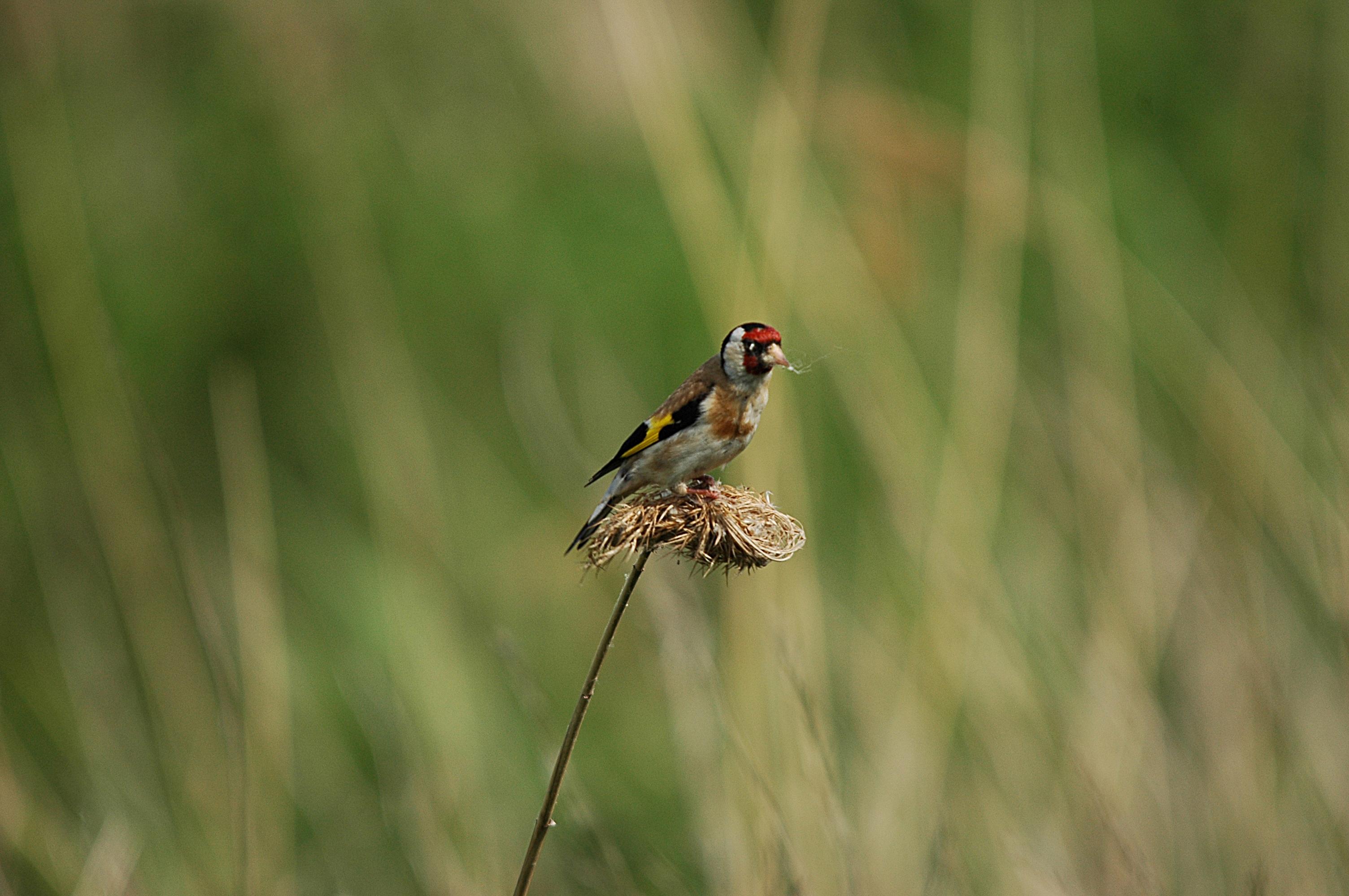 photos/wildlife/Bird_Species/193-Finches/9467-European_Goldfinch/DSC_6057.JPG