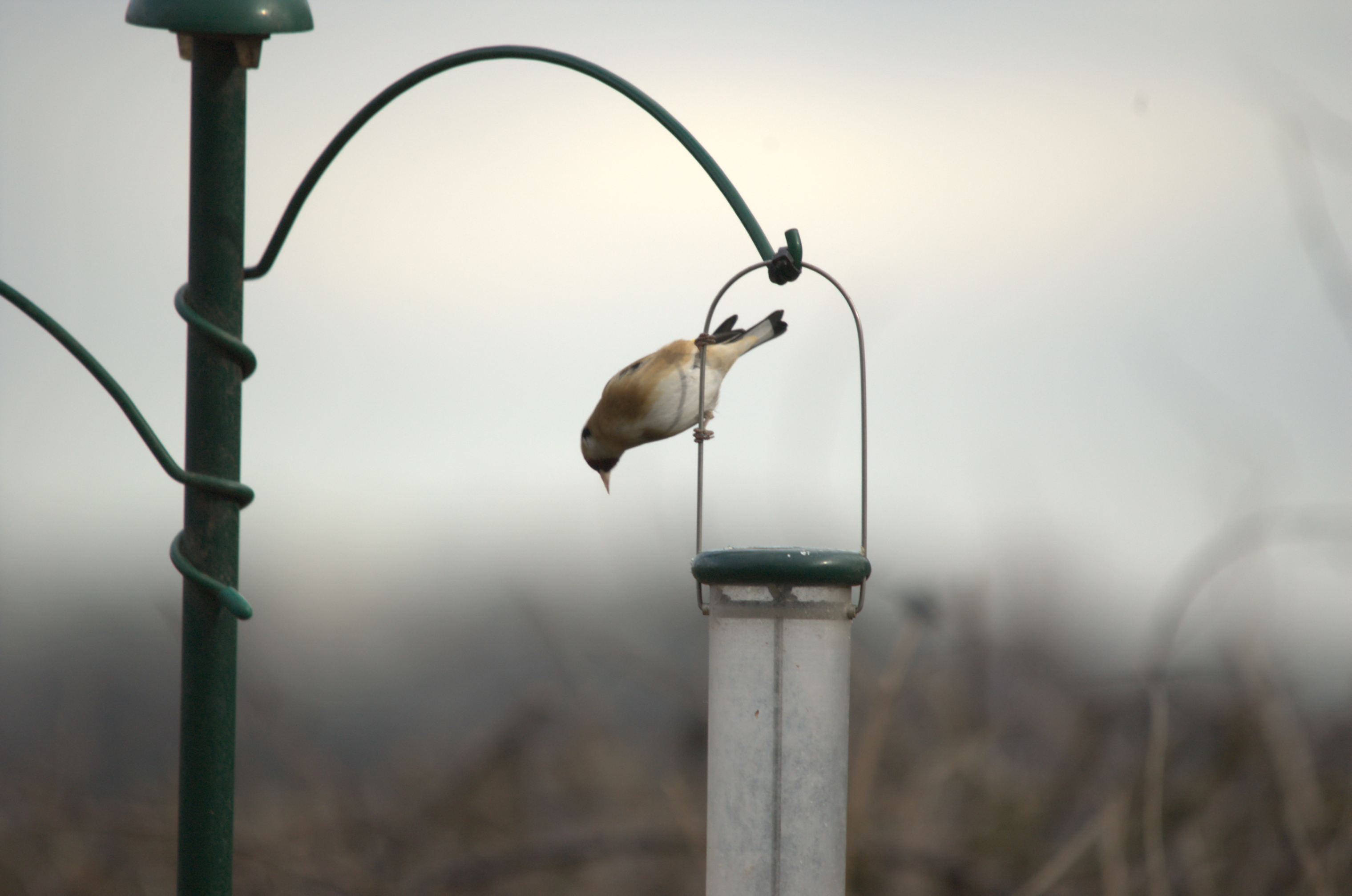 photos/wildlife/Bird_Species/193-Finches/9467-European_Goldfinch/dsc_1834.jpeg