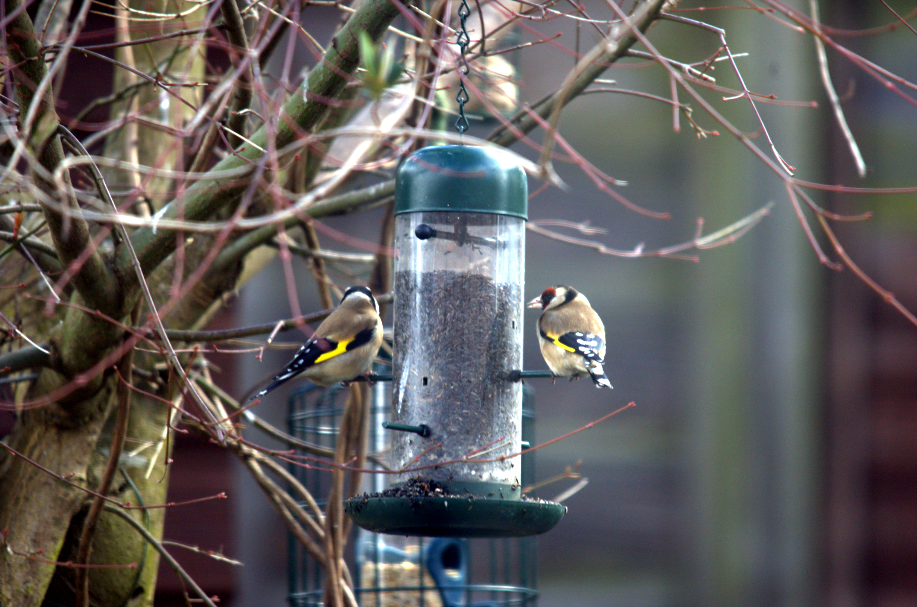 photos/wildlife/Bird_Species/193-Finches/9467-European_Goldfinch/dsc_2009.jpeg