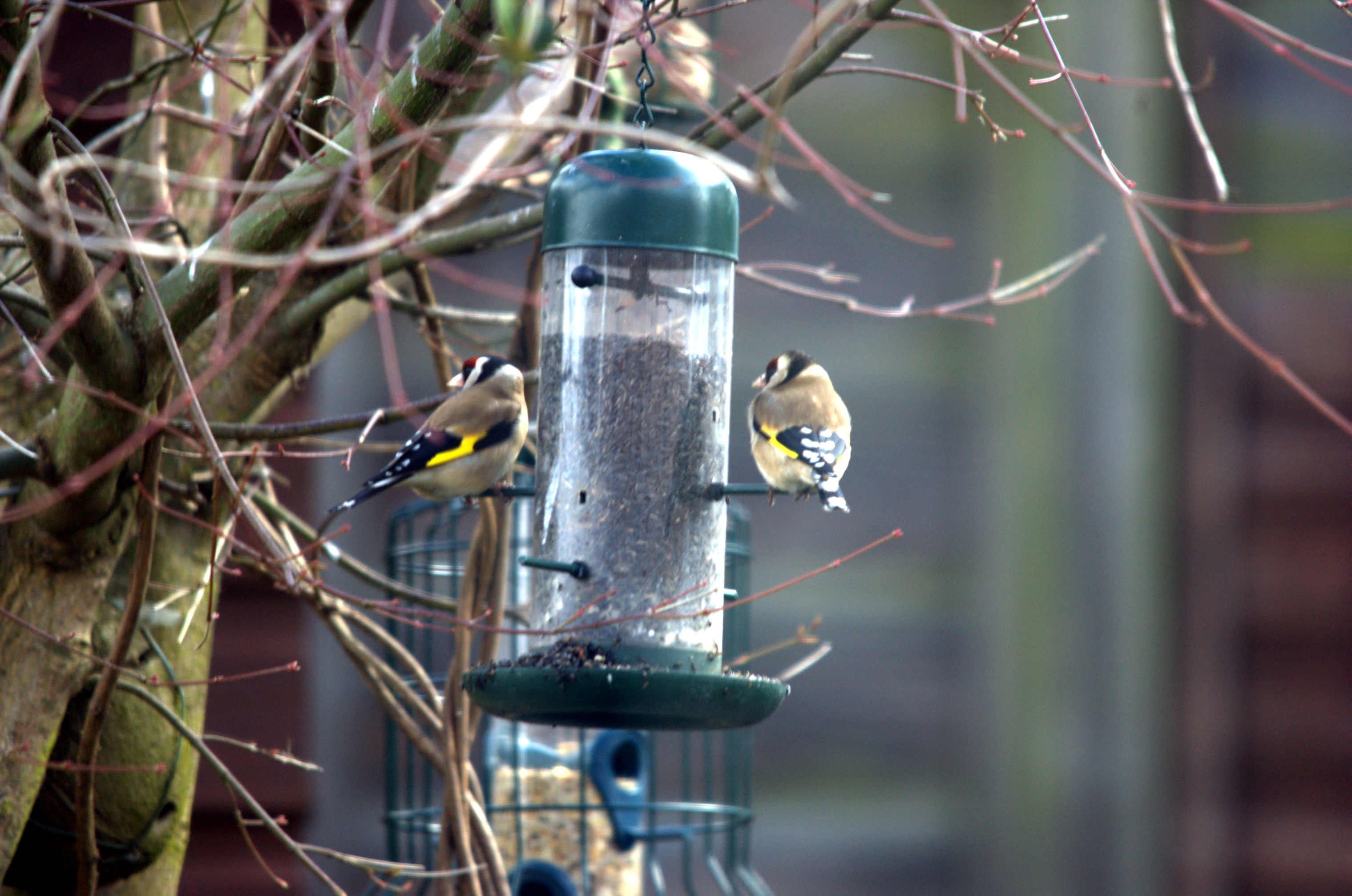 photos/wildlife/Bird_Species/193-Finches/9467-European_Goldfinch/dsc_2010.jpeg