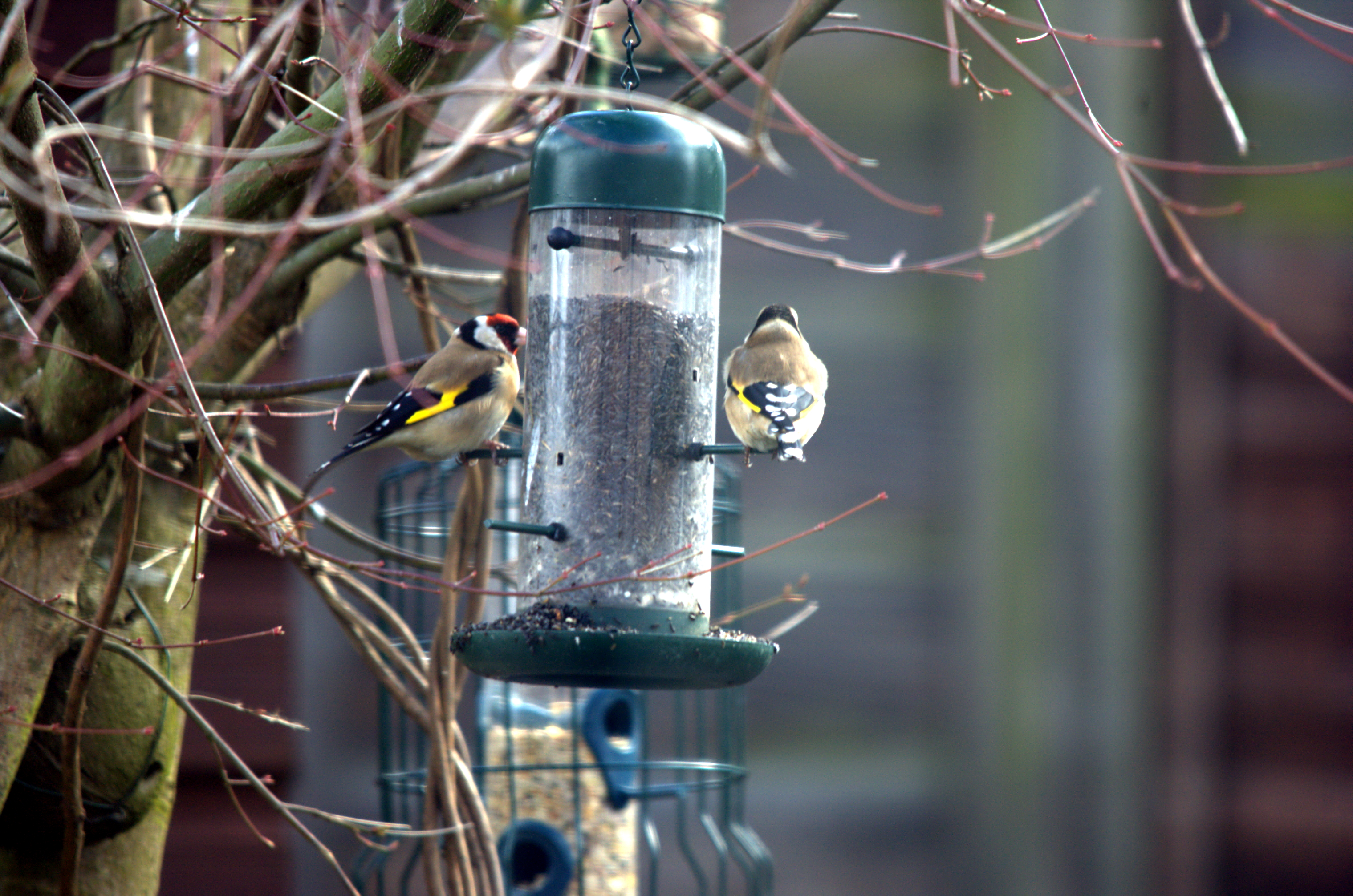 photos/wildlife/Bird_Species/193-Finches/9467-European_Goldfinch/dsc_2011.jpeg