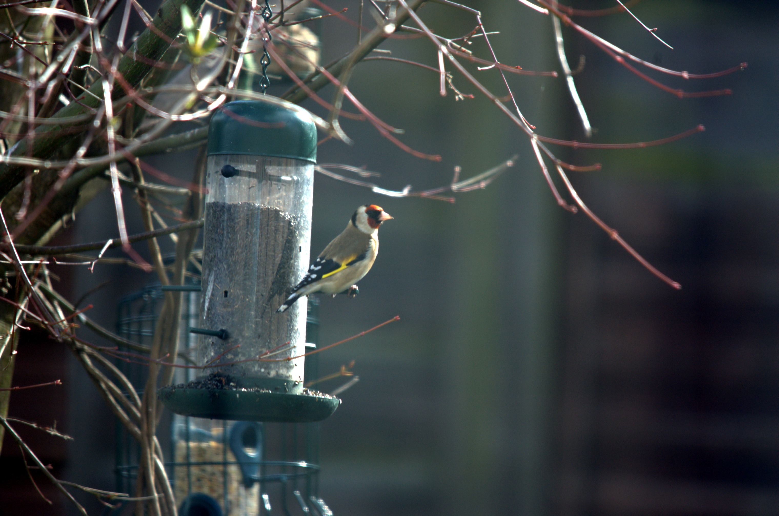 photos/wildlife/Bird_Species/193-Finches/9467-European_Goldfinch/dsc_2013.jpeg