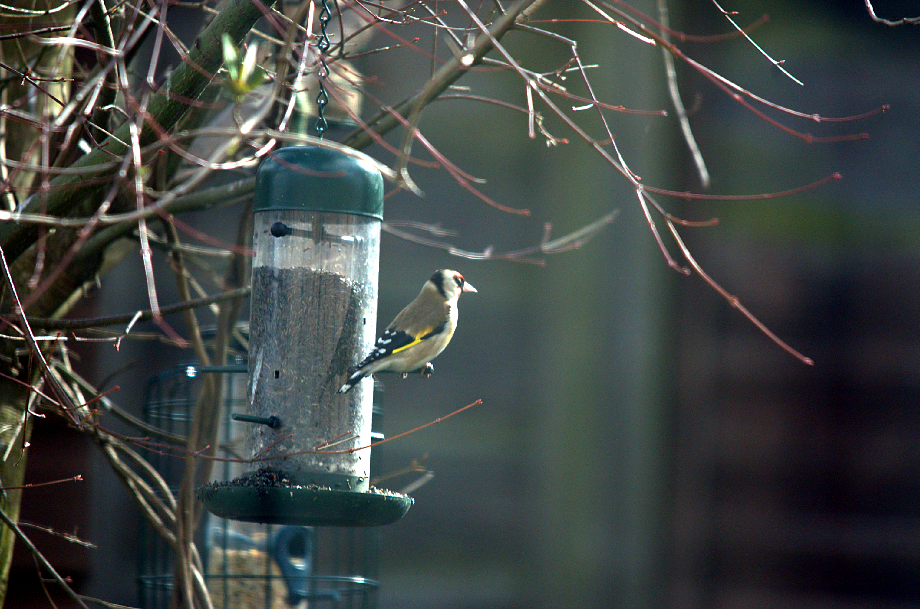 photos/wildlife/Bird_Species/193-Finches/9467-European_Goldfinch/dsc_2014.jpeg