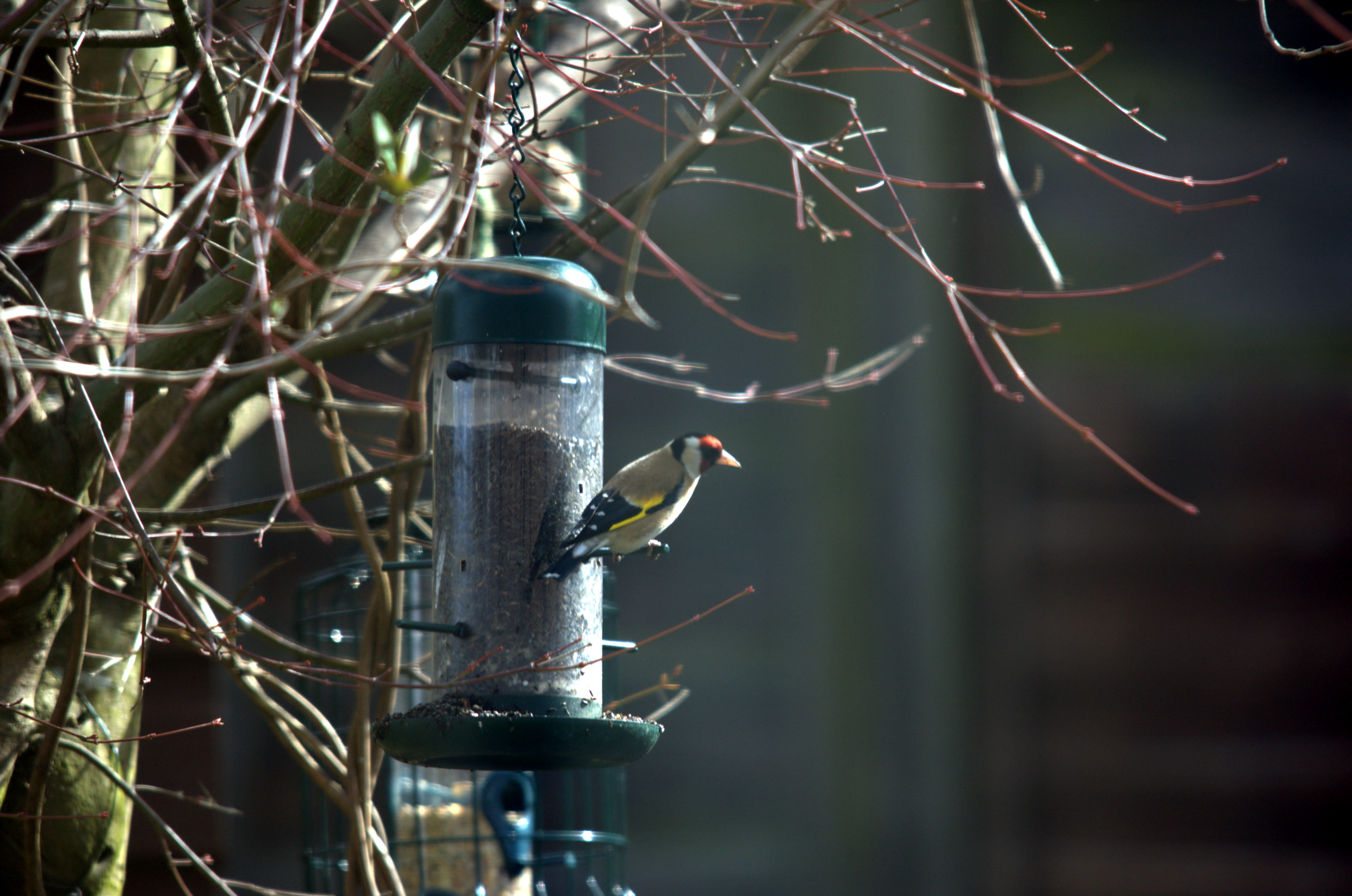 photos/wildlife/Bird_Species/193-Finches/9467-European_Goldfinch/dsc_2017.jpeg