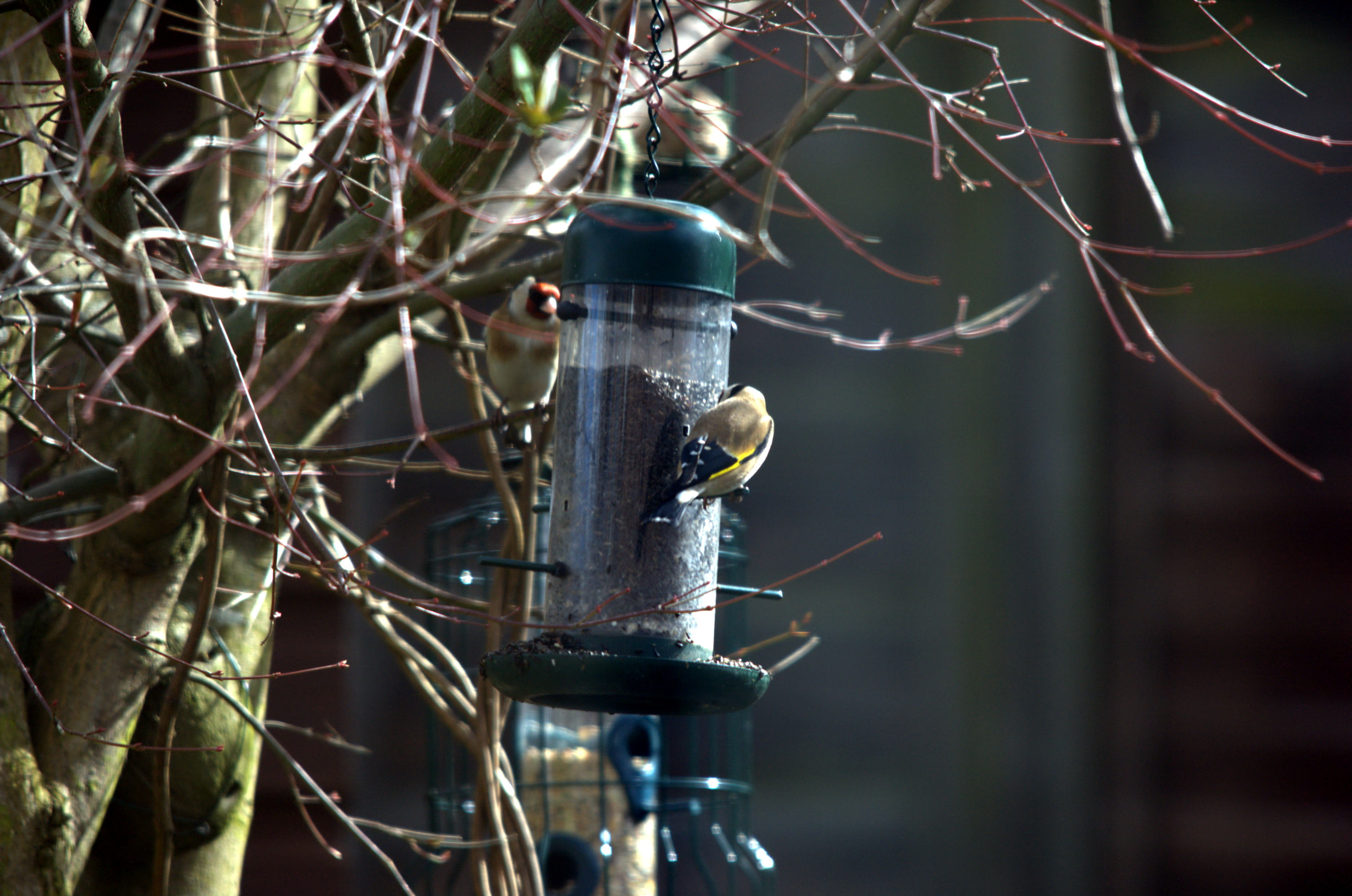 photos/wildlife/Bird_Species/193-Finches/9467-European_Goldfinch/dsc_2018.jpeg