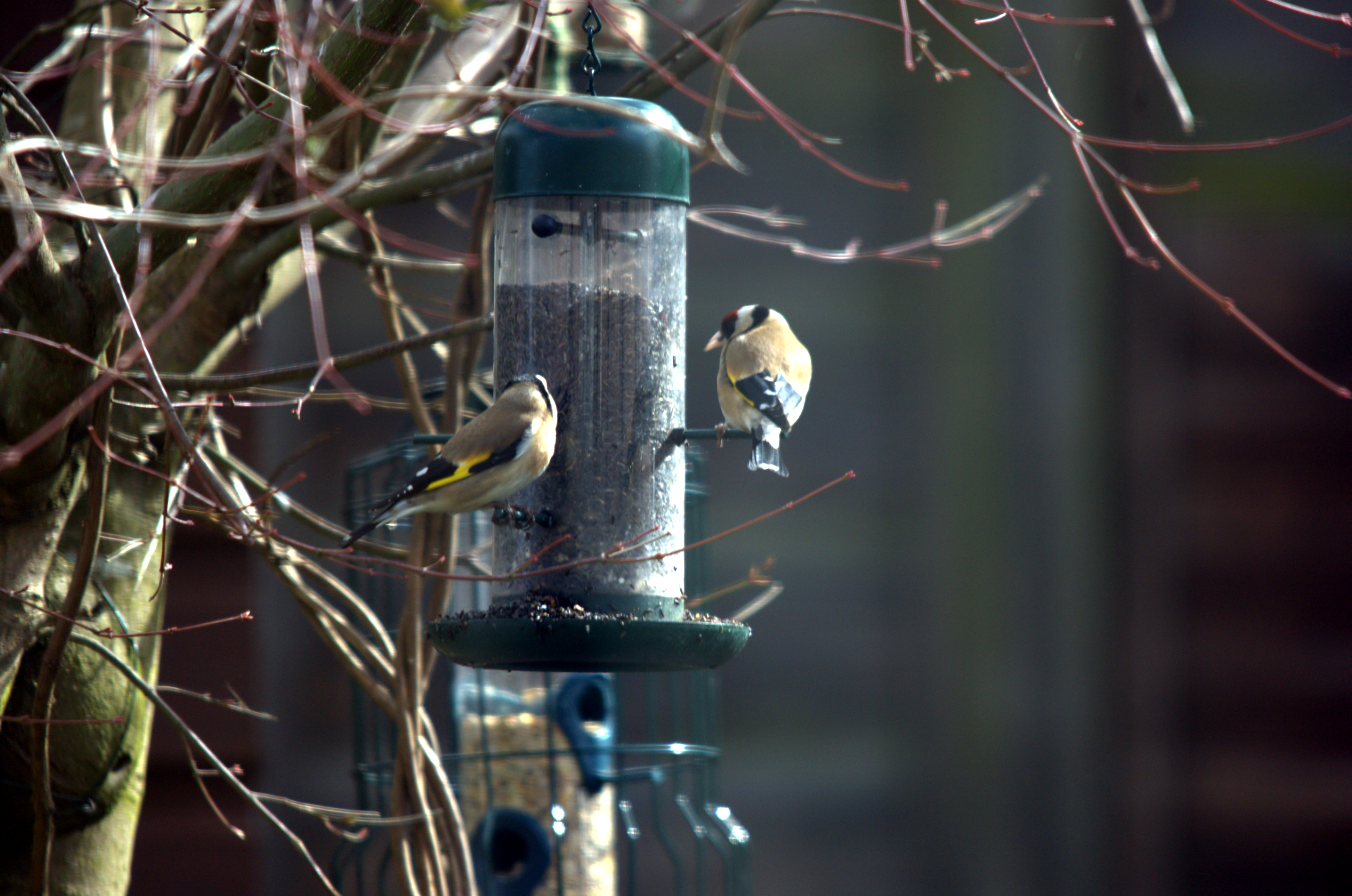 photos/wildlife/Bird_Species/193-Finches/9467-European_Goldfinch/dsc_2019.jpeg