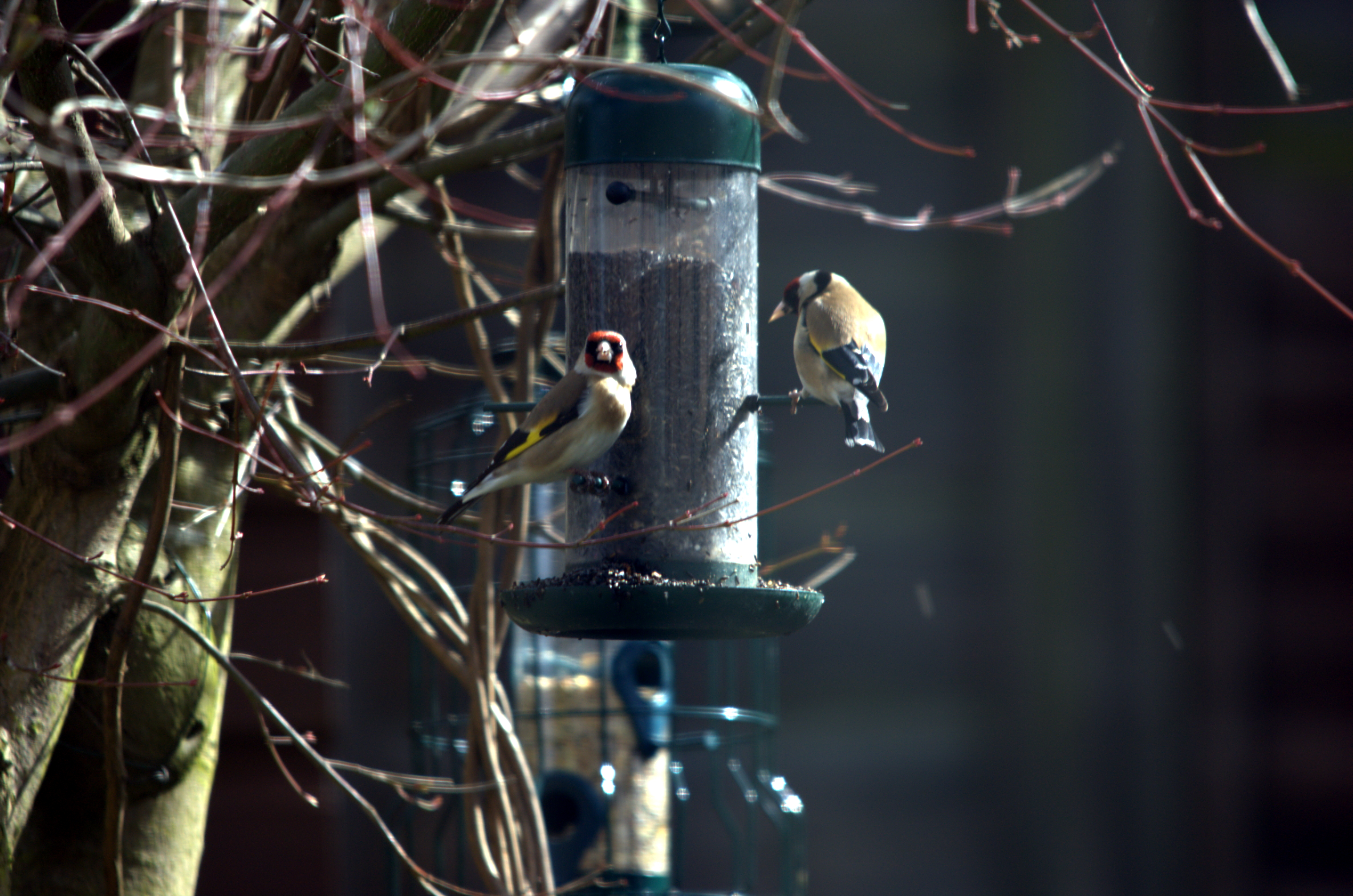 photos/wildlife/Bird_Species/193-Finches/9467-European_Goldfinch/dsc_2021.jpeg