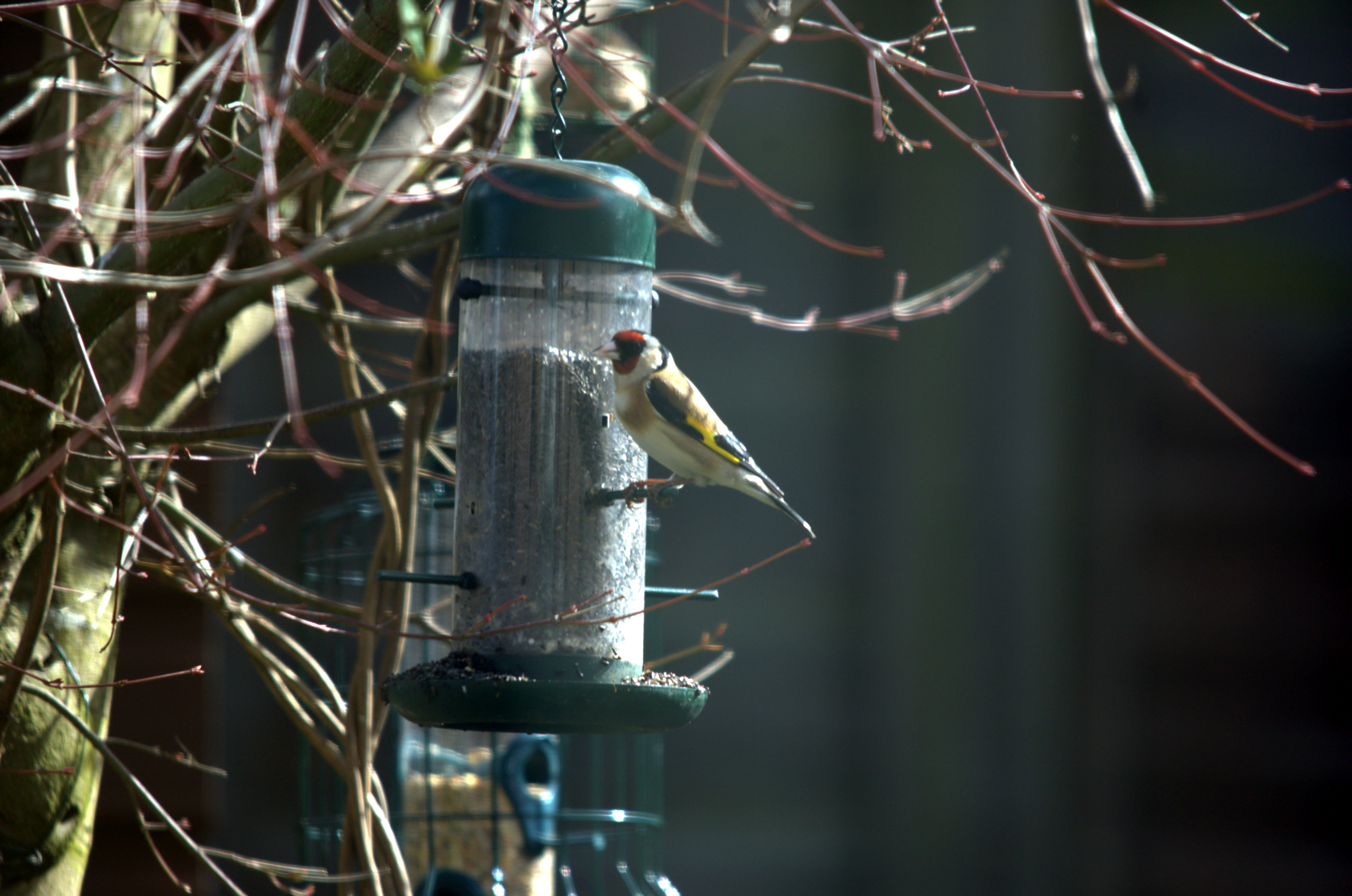 photos/wildlife/Bird_Species/193-Finches/9467-European_Goldfinch/dsc_2023.jpeg