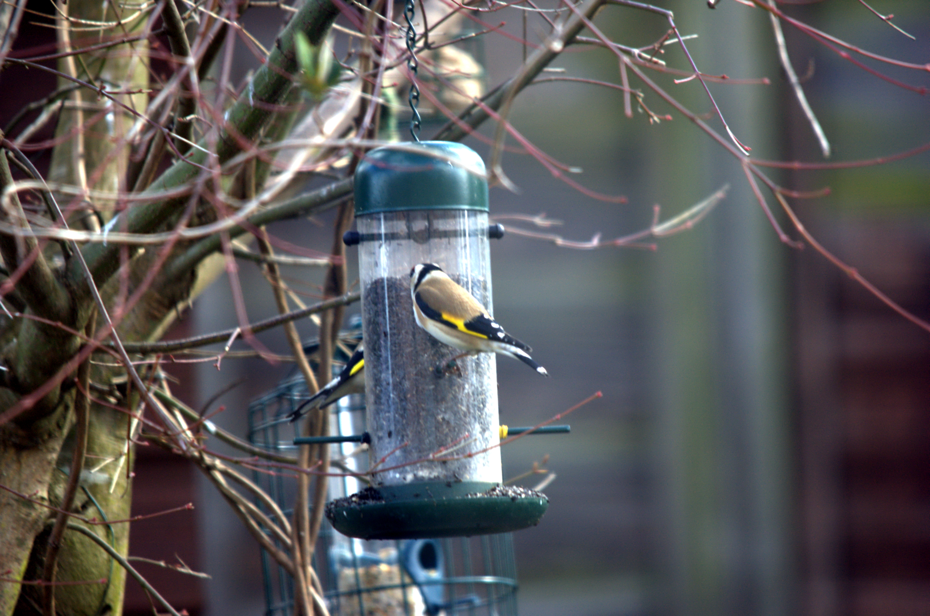 photos/wildlife/Bird_Species/193-Finches/9467-European_Goldfinch/dsc_2025.jpeg