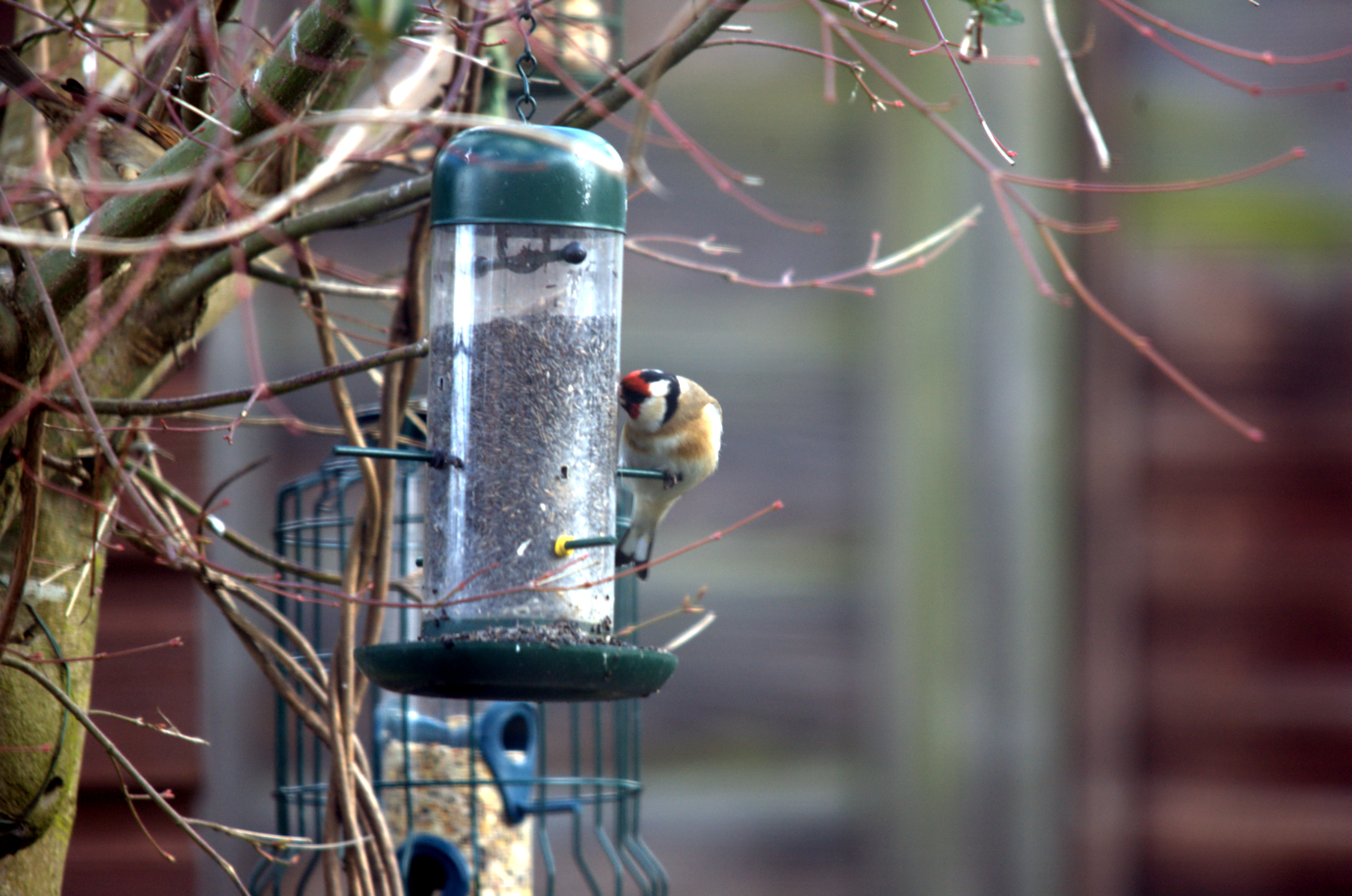 photos/wildlife/Bird_Species/193-Finches/9467-European_Goldfinch/dsc_2028.jpeg