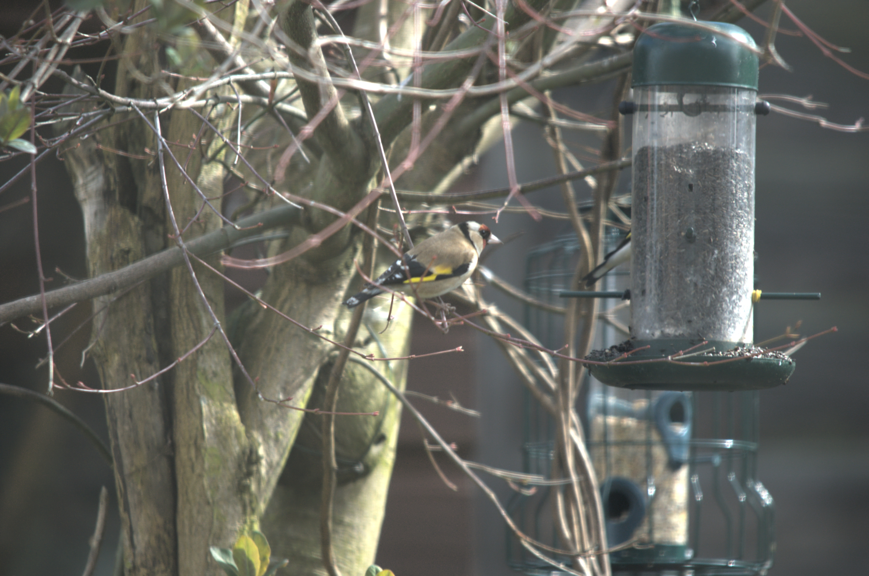 photos/wildlife/Bird_Species/193-Finches/9467-European_Goldfinch/dsc_2030.jpeg