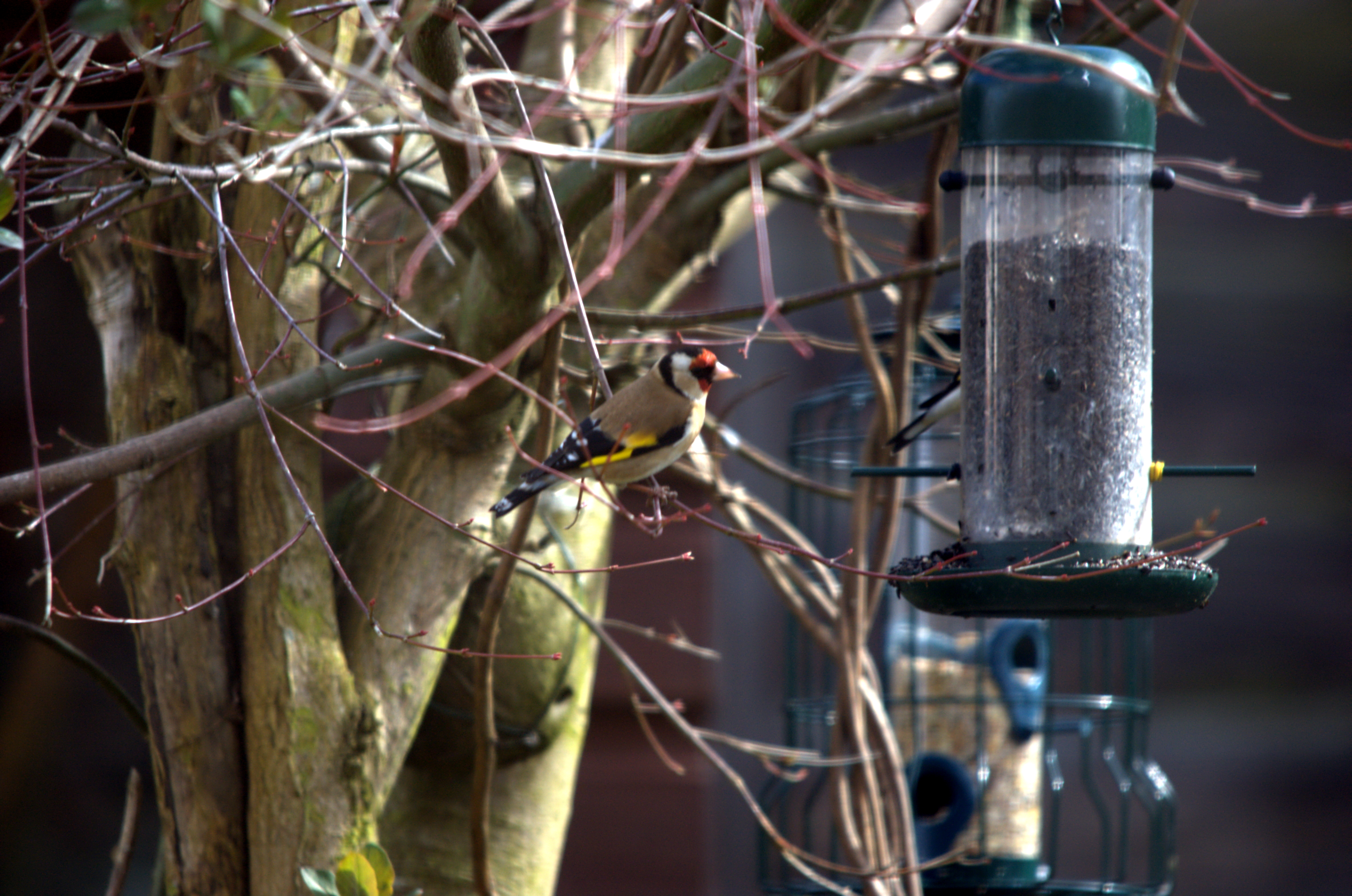 photos/wildlife/Bird_Species/193-Finches/9467-European_Goldfinch/dsc_2031.jpeg