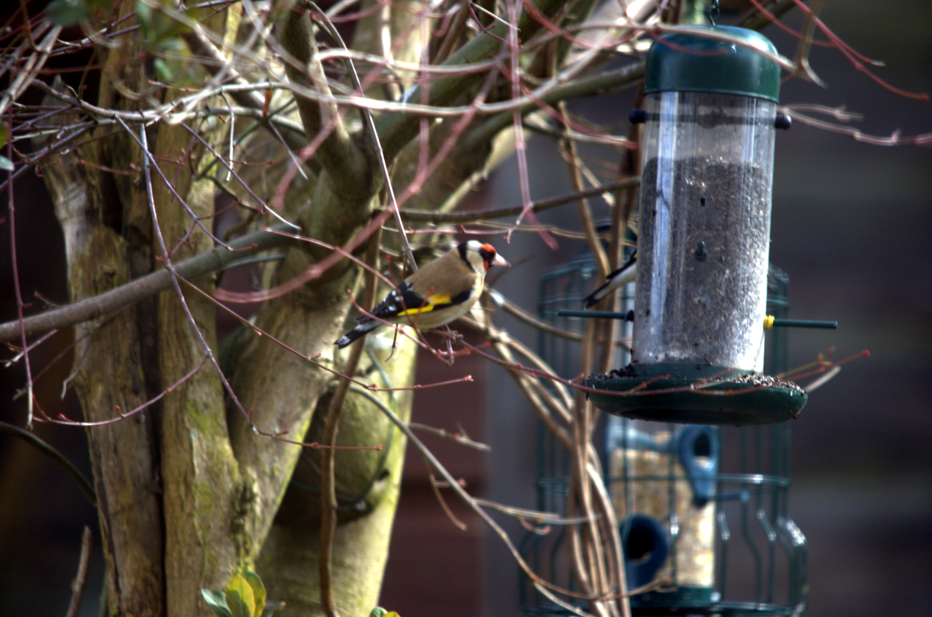 photos/wildlife/Bird_Species/193-Finches/9467-European_Goldfinch/dsc_2032.jpeg