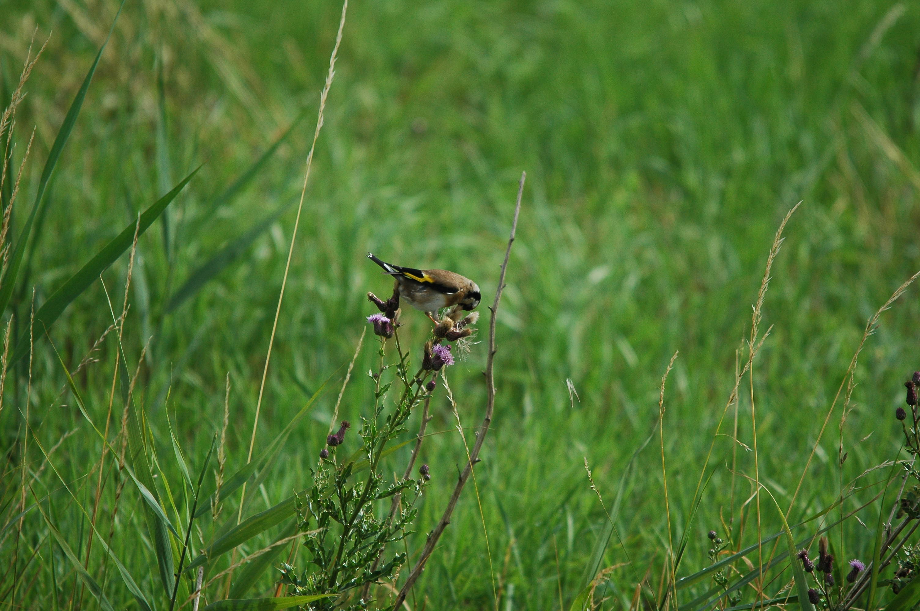 photos/wildlife/Bird_Species/193-Finches/9467-European_Goldfinch/dsc_2592.jpg
