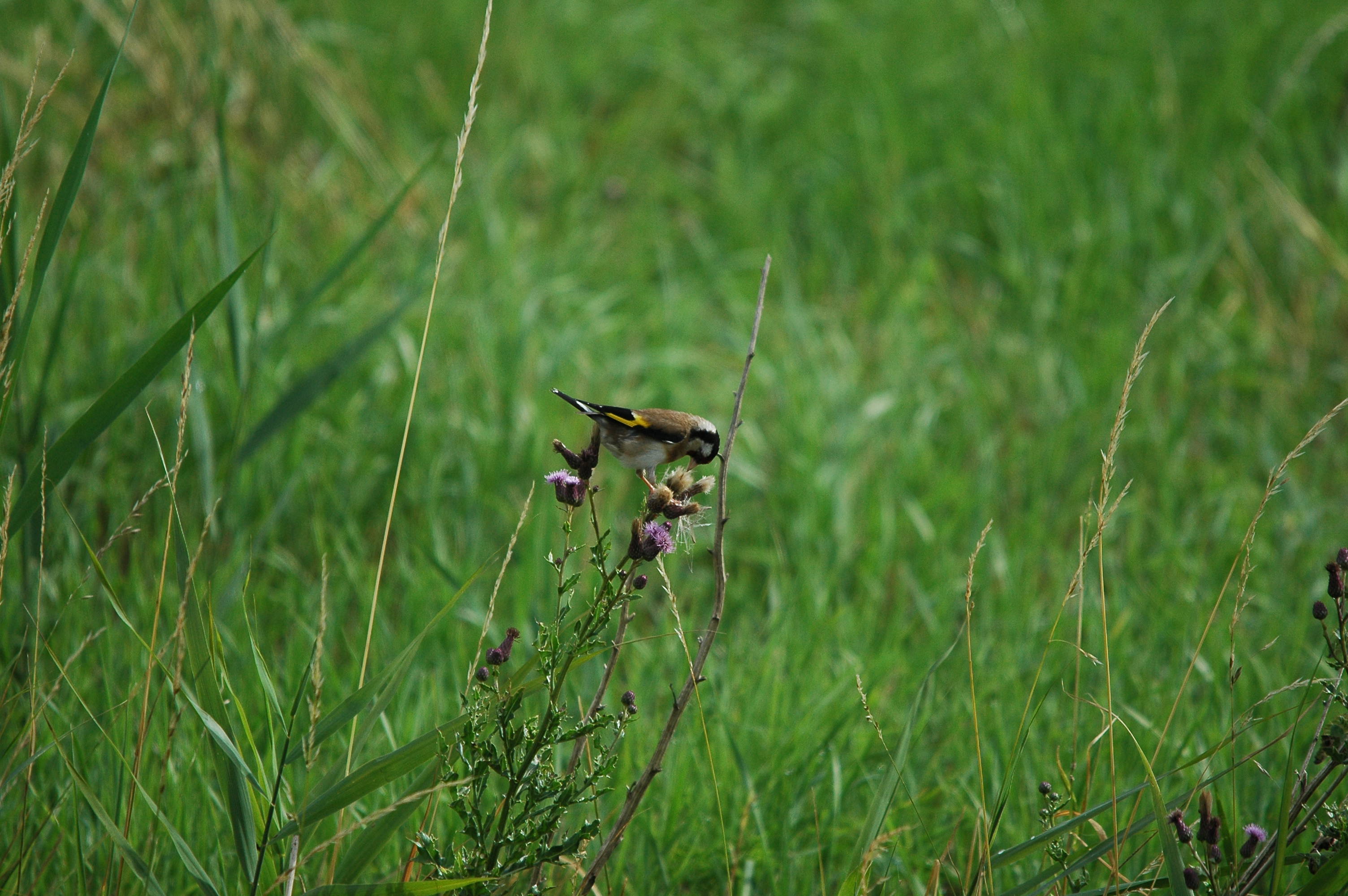 photos/wildlife/Bird_Species/193-Finches/9467-European_Goldfinch/dsc_2594.jpg