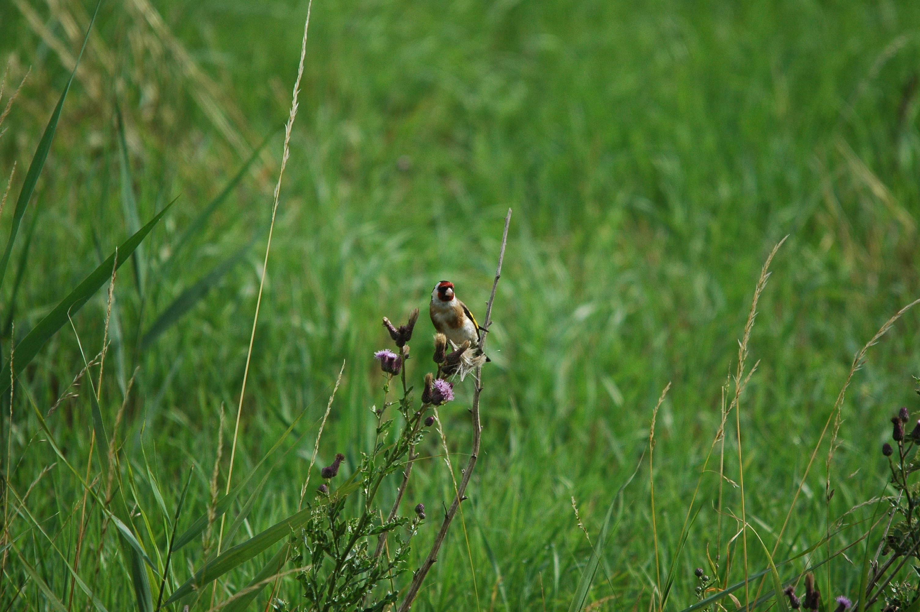 photos/wildlife/Bird_Species/193-Finches/9467-European_Goldfinch/dsc_2595.jpg