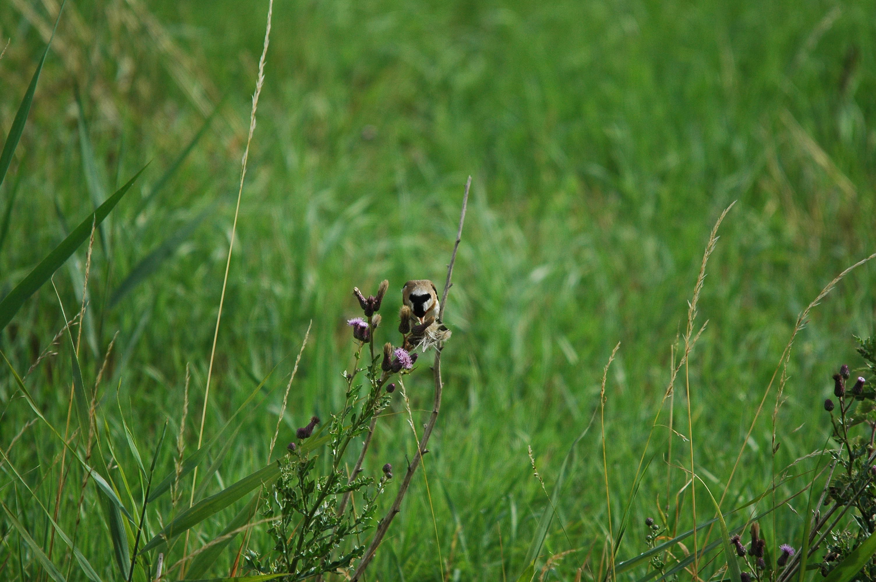 photos/wildlife/Bird_Species/193-Finches/9467-European_Goldfinch/dsc_2596.jpg
