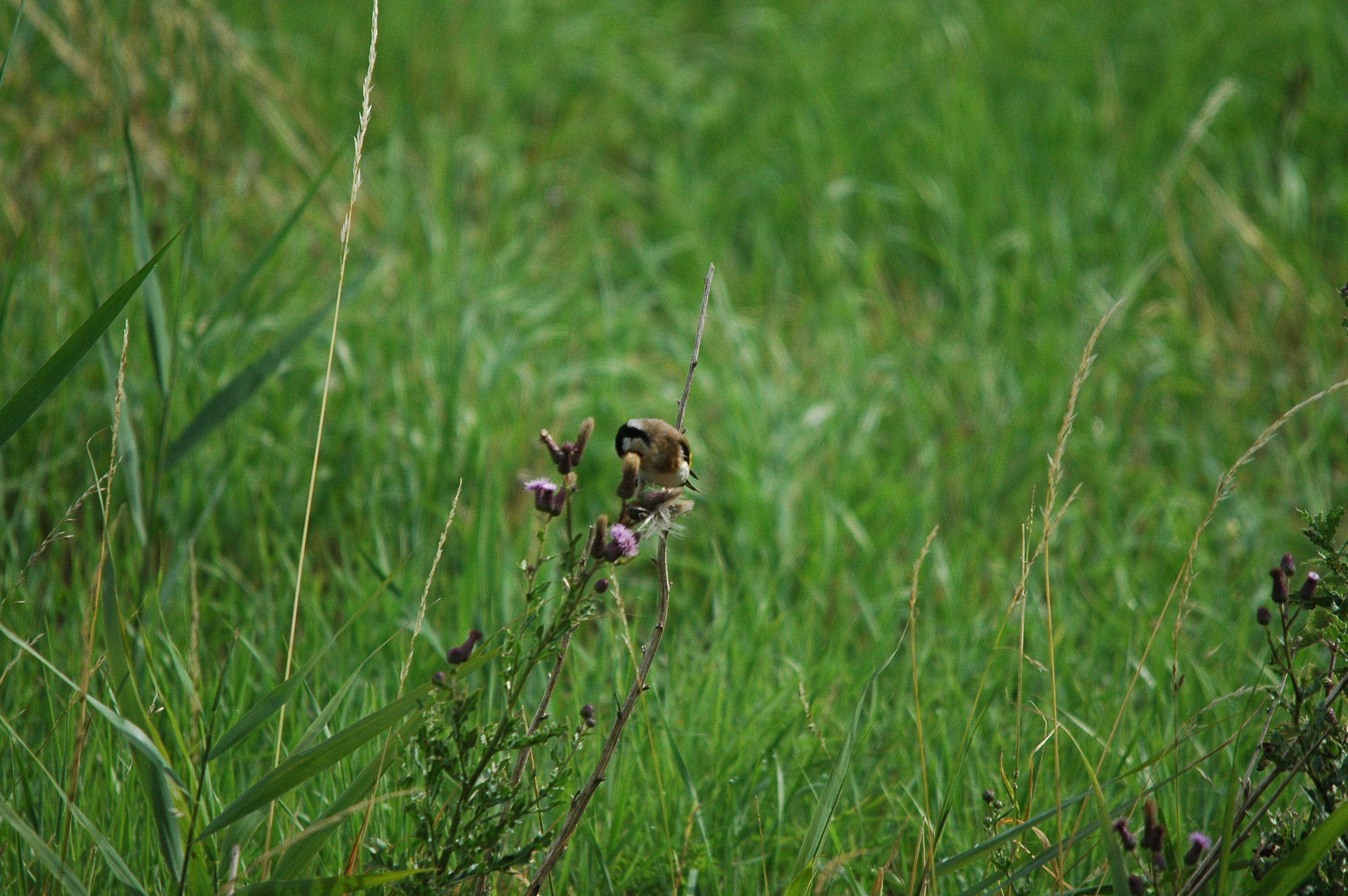 photos/wildlife/Bird_Species/193-Finches/9467-European_Goldfinch/dsc_2597.jpg
