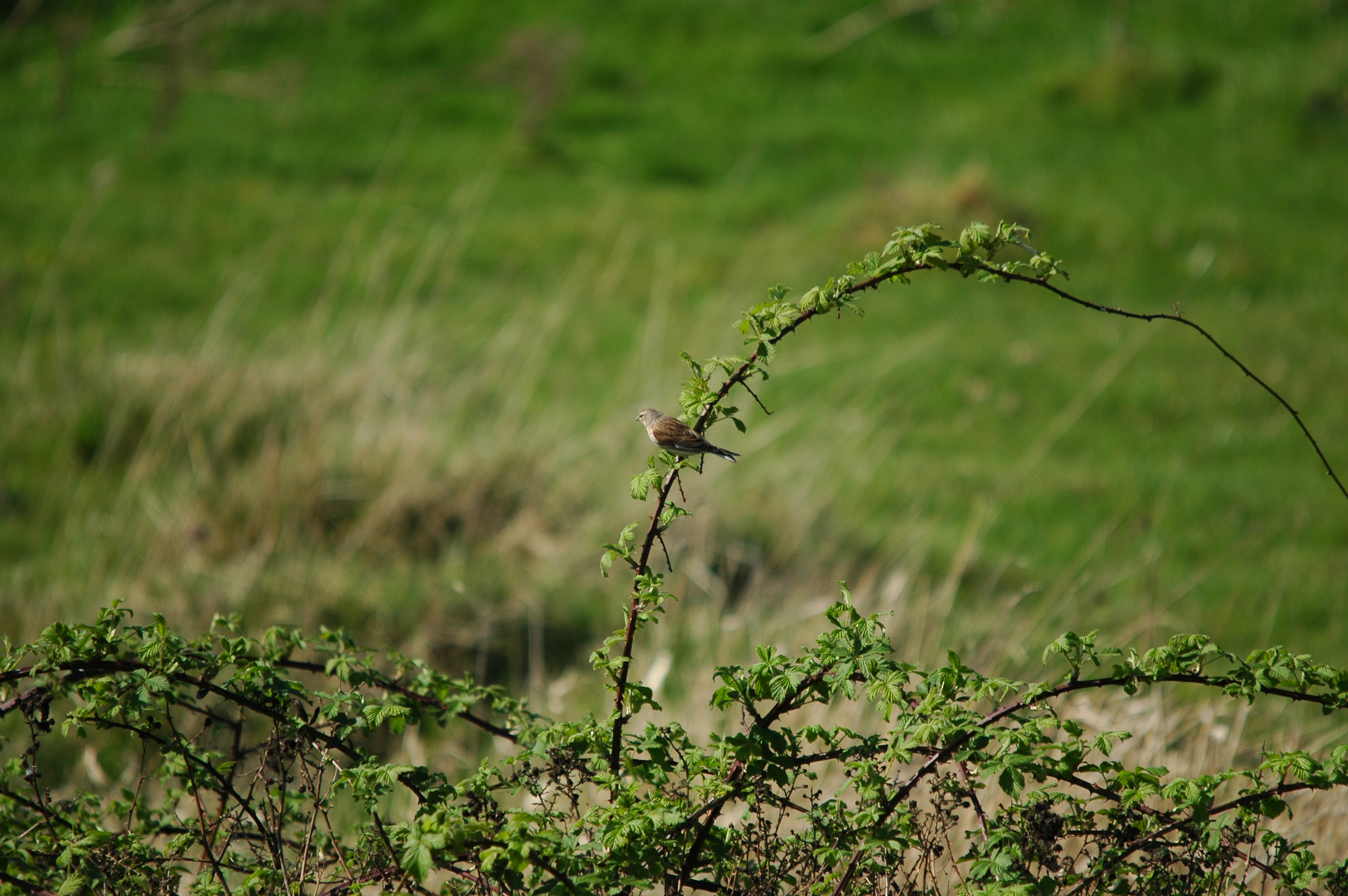 photos/wildlife/Bird_Species/193-Finches/9471-Linnet/DSC_5516.JPG