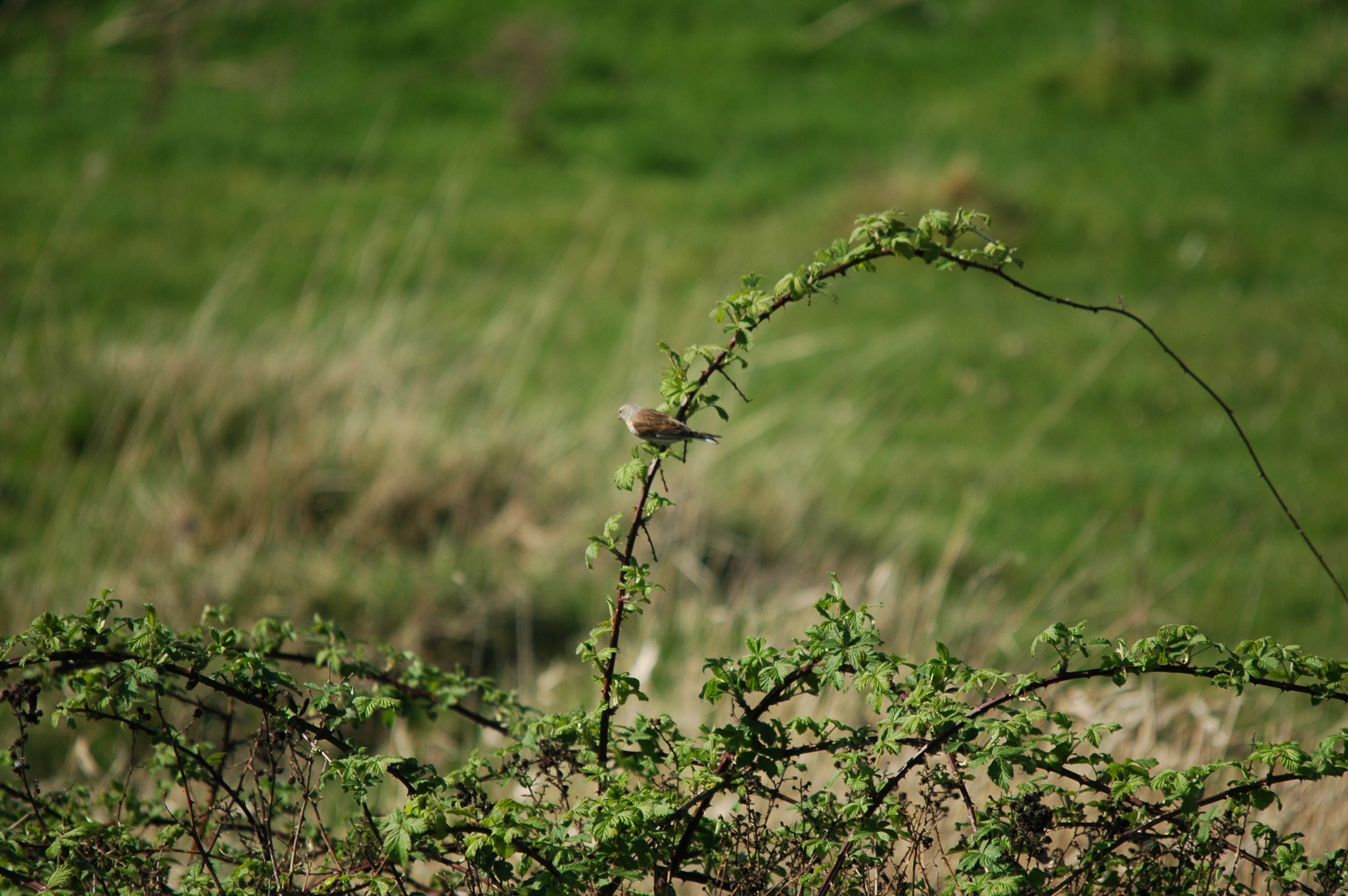 photos/wildlife/Bird_Species/193-Finches/9471-Linnet/DSC_5517.JPG