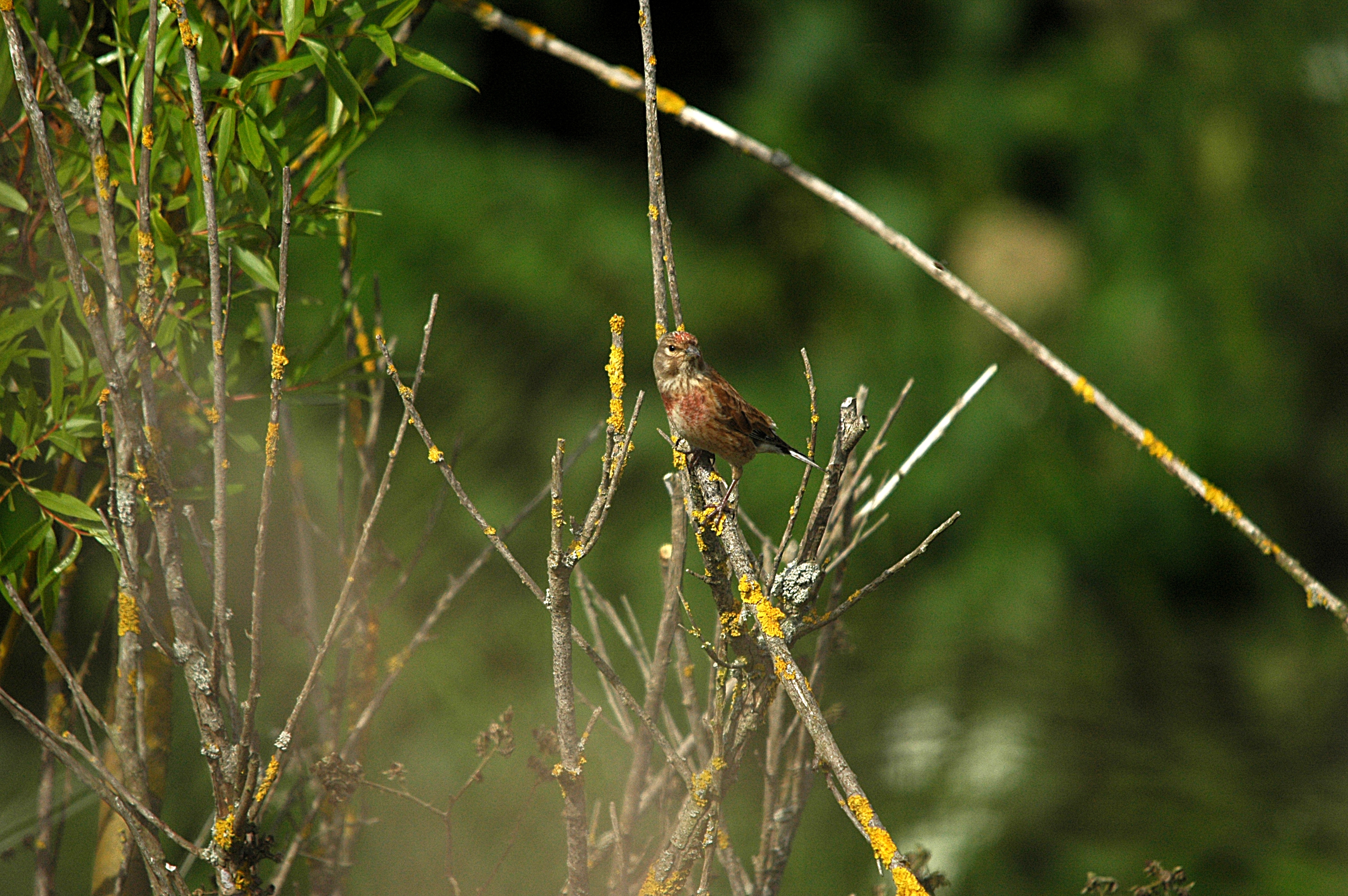 photos/wildlife/Bird_Species/193-Finches/9471-Linnet/DSC_5790.JPG