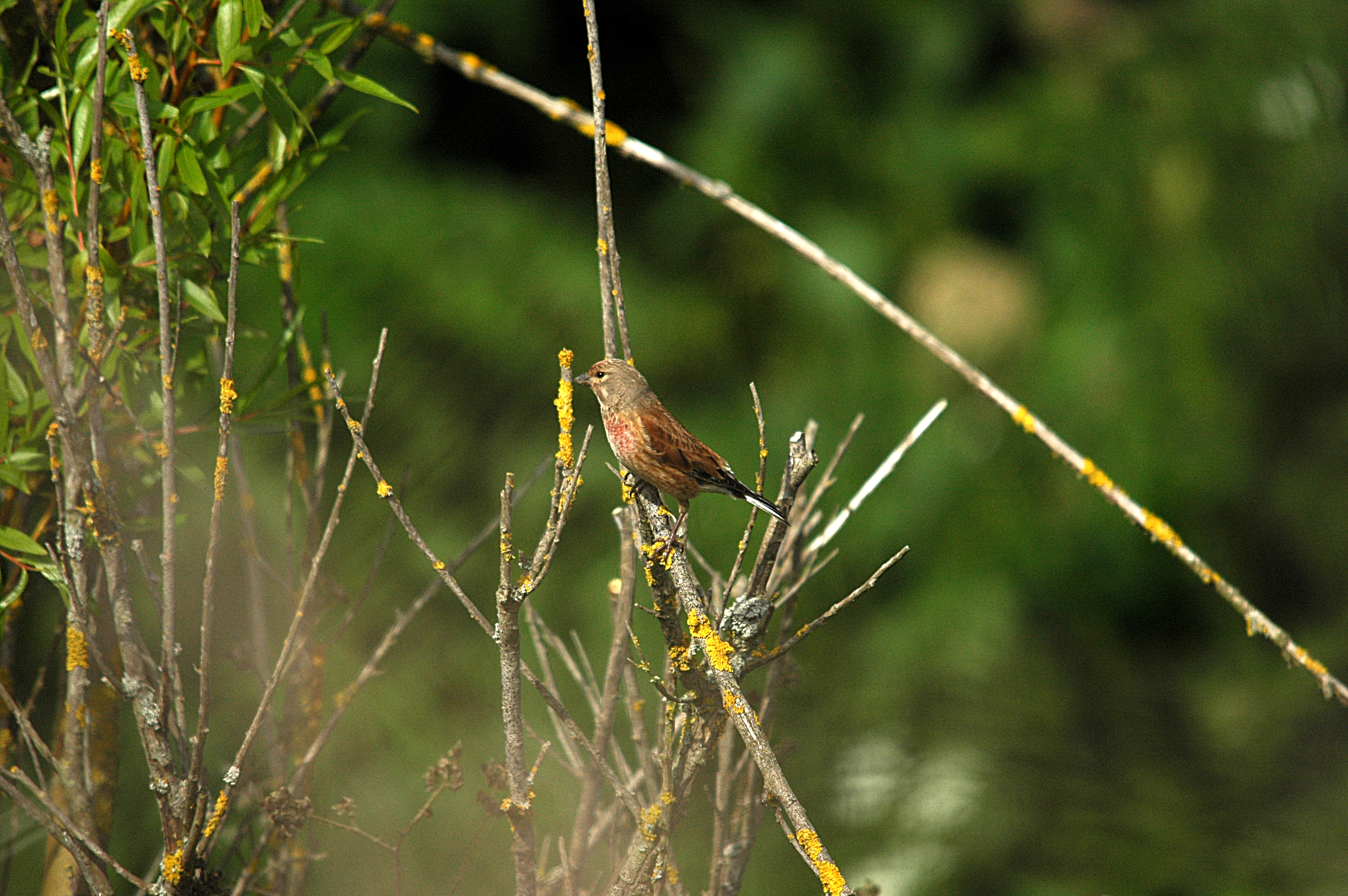 photos/wildlife/Bird_Species/193-Finches/9471-Linnet/DSC_5791.JPG