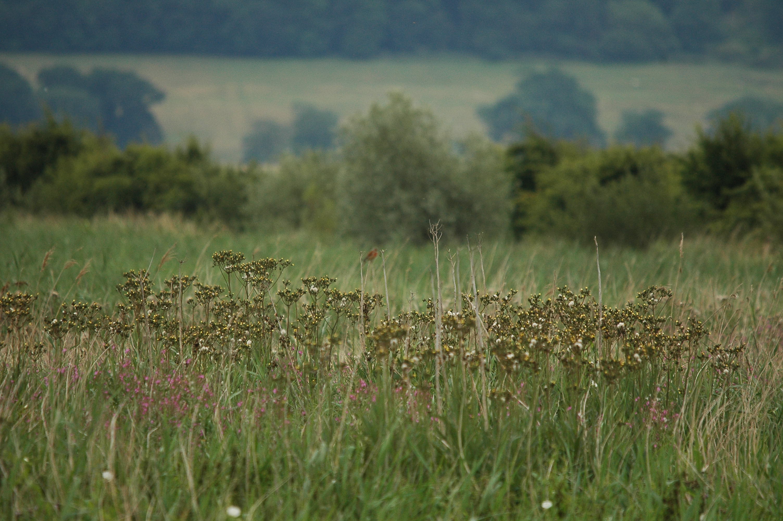photos/wildlife/Bird_Species/193-Finches/9471-Linnet/dsc_2778.jpg
