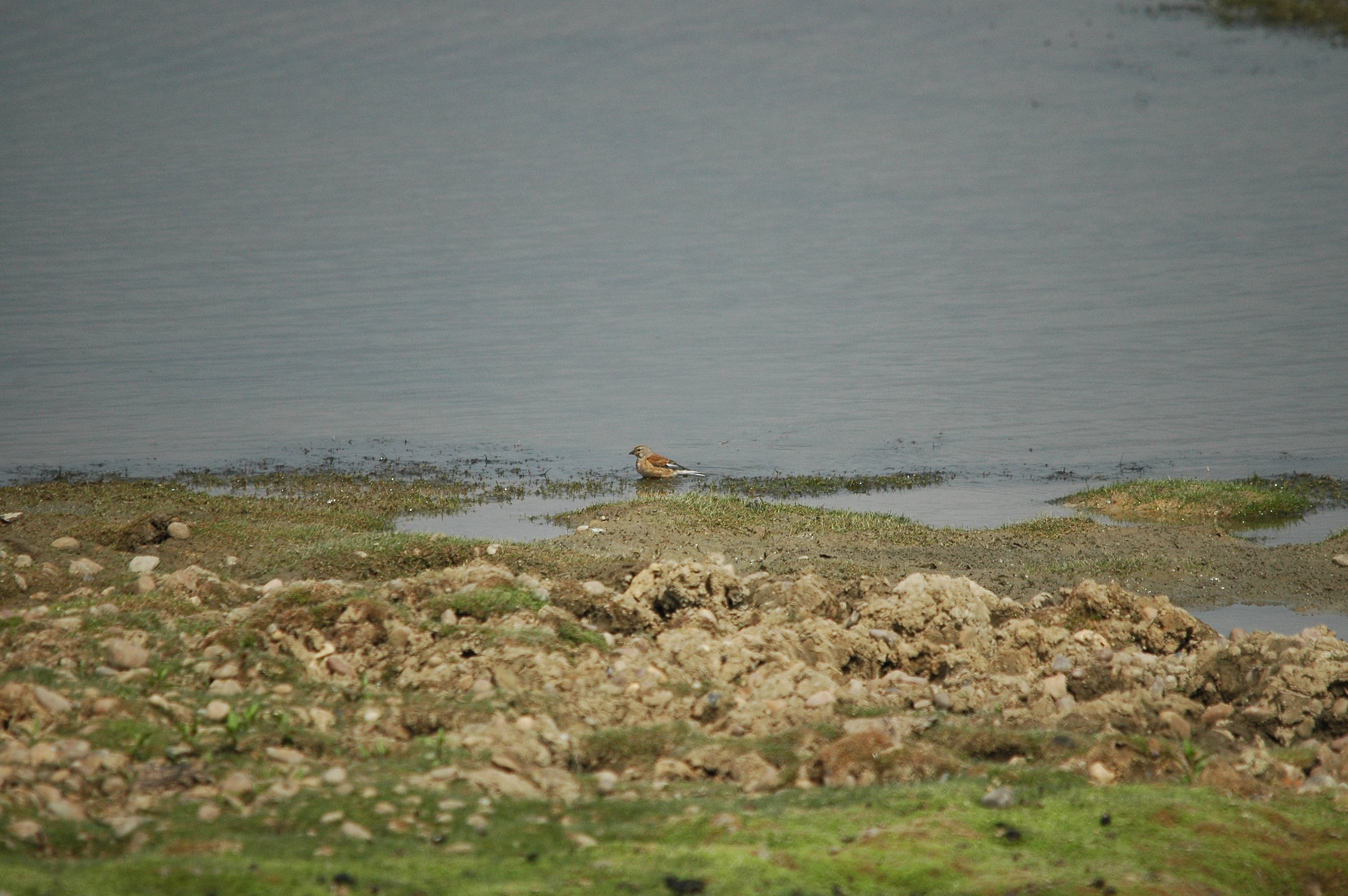 photos/wildlife/Bird_Species/193-Finches/9471-Linnet/dsc_2838.jpg