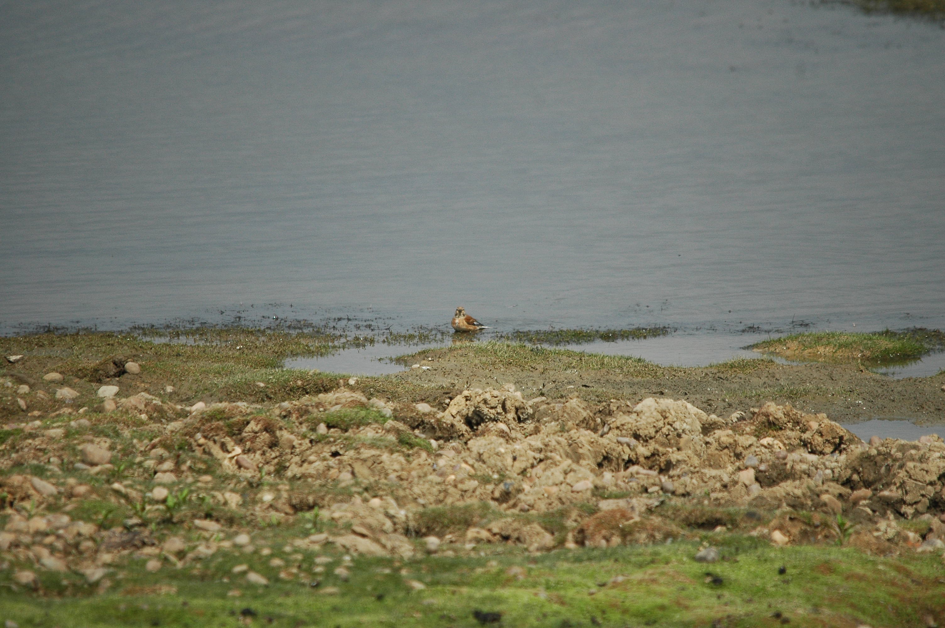 photos/wildlife/Bird_Species/193-Finches/9471-Linnet/dsc_2839.jpg