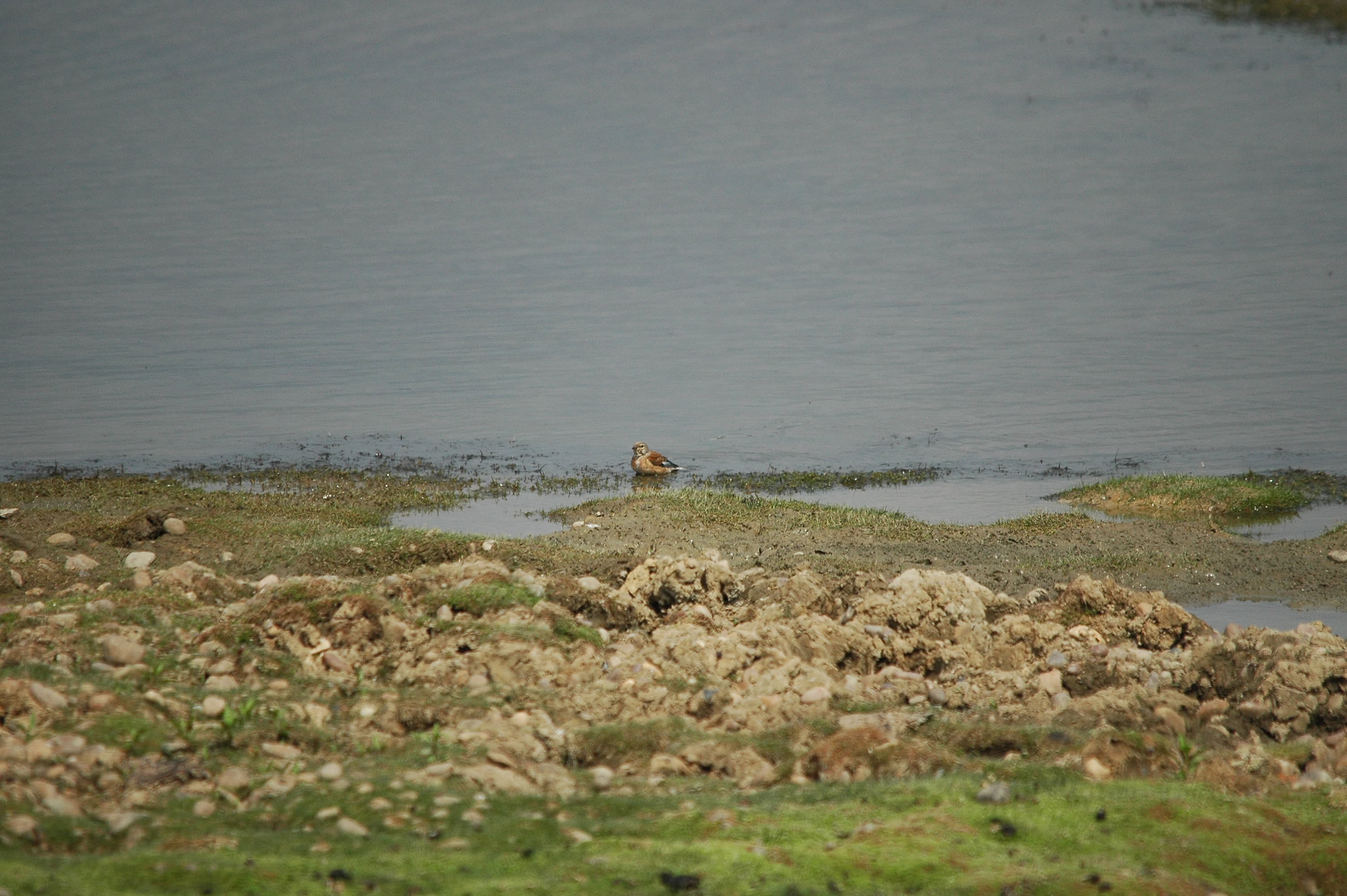 photos/wildlife/Bird_Species/193-Finches/9471-Linnet/dsc_2840.jpg