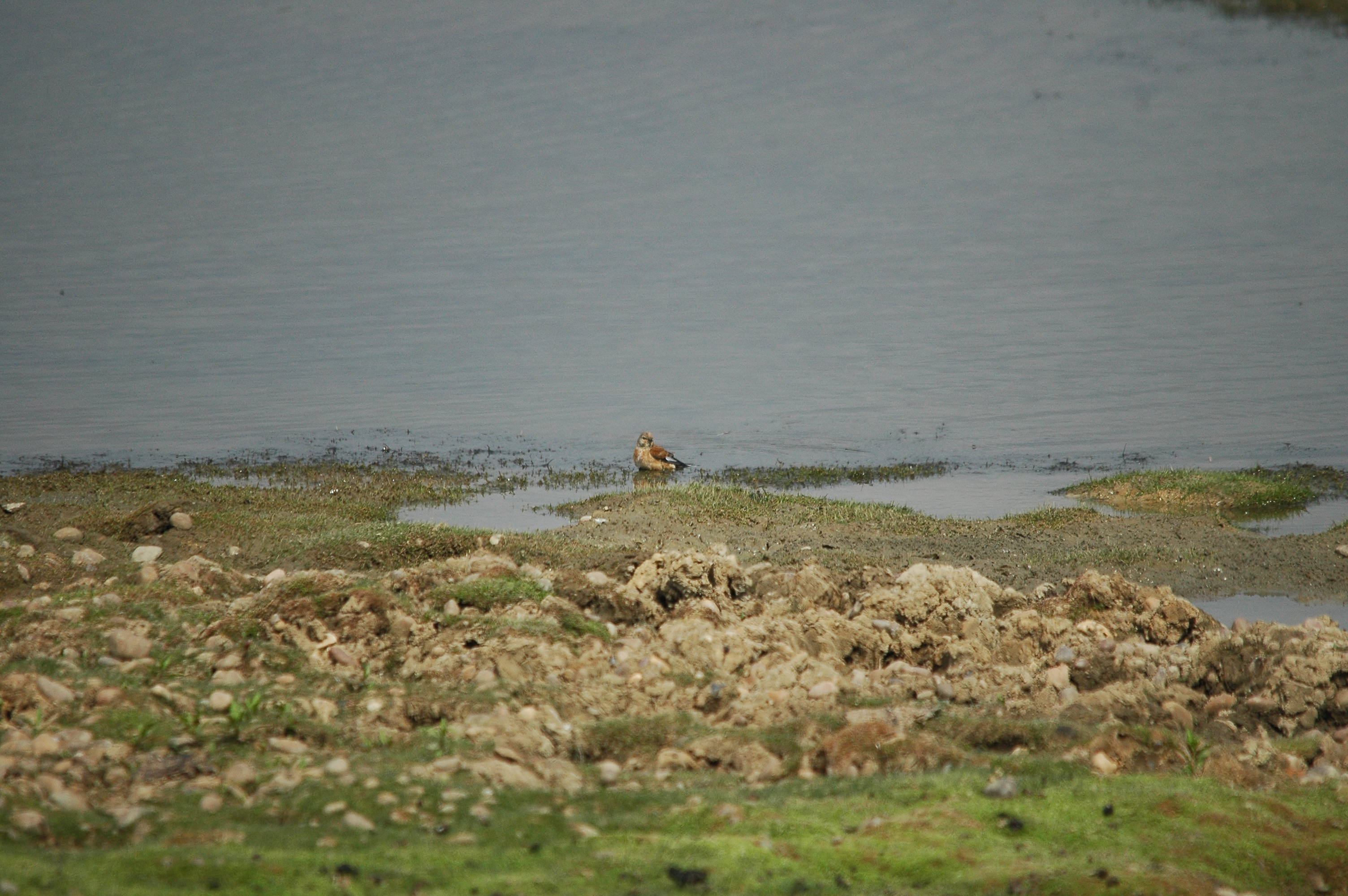 photos/wildlife/Bird_Species/193-Finches/9471-Linnet/dsc_2843.jpg