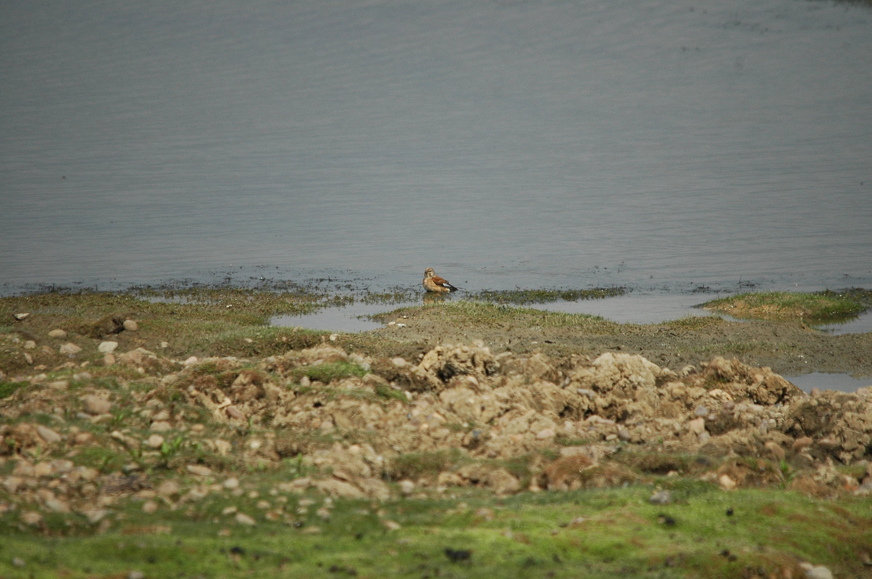 photos/wildlife/Bird_Species/193-Finches/9471-Linnet/dsc_2844.jpg