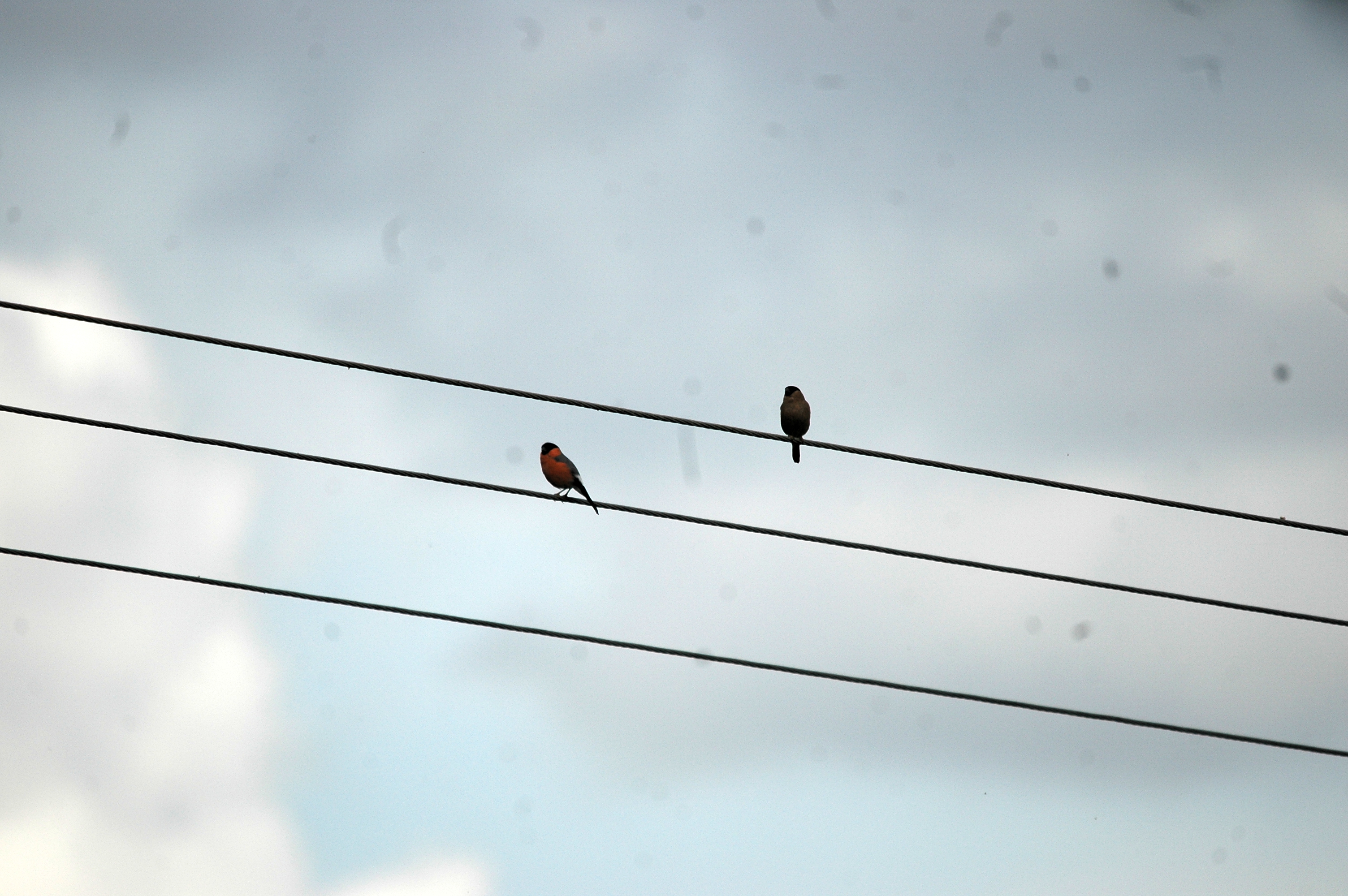 photos/wildlife/Bird_Species/193-Finches/9522-Eurasian_Bullfinch/20090716-Wellbeck-01.jpg