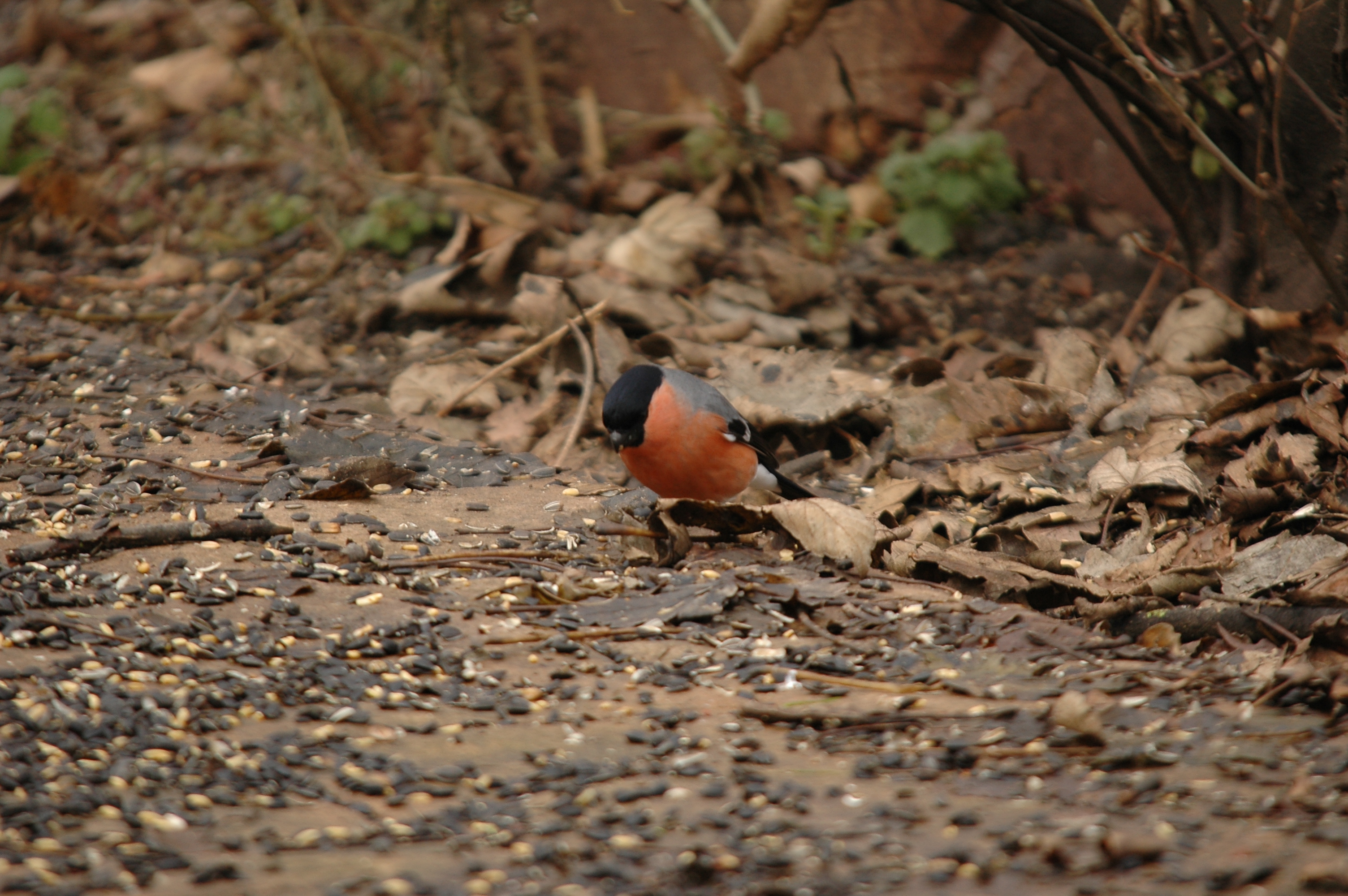 photos/wildlife/Bird_Species/193-Finches/9522-Eurasian_Bullfinch/DSC_4614.JPG