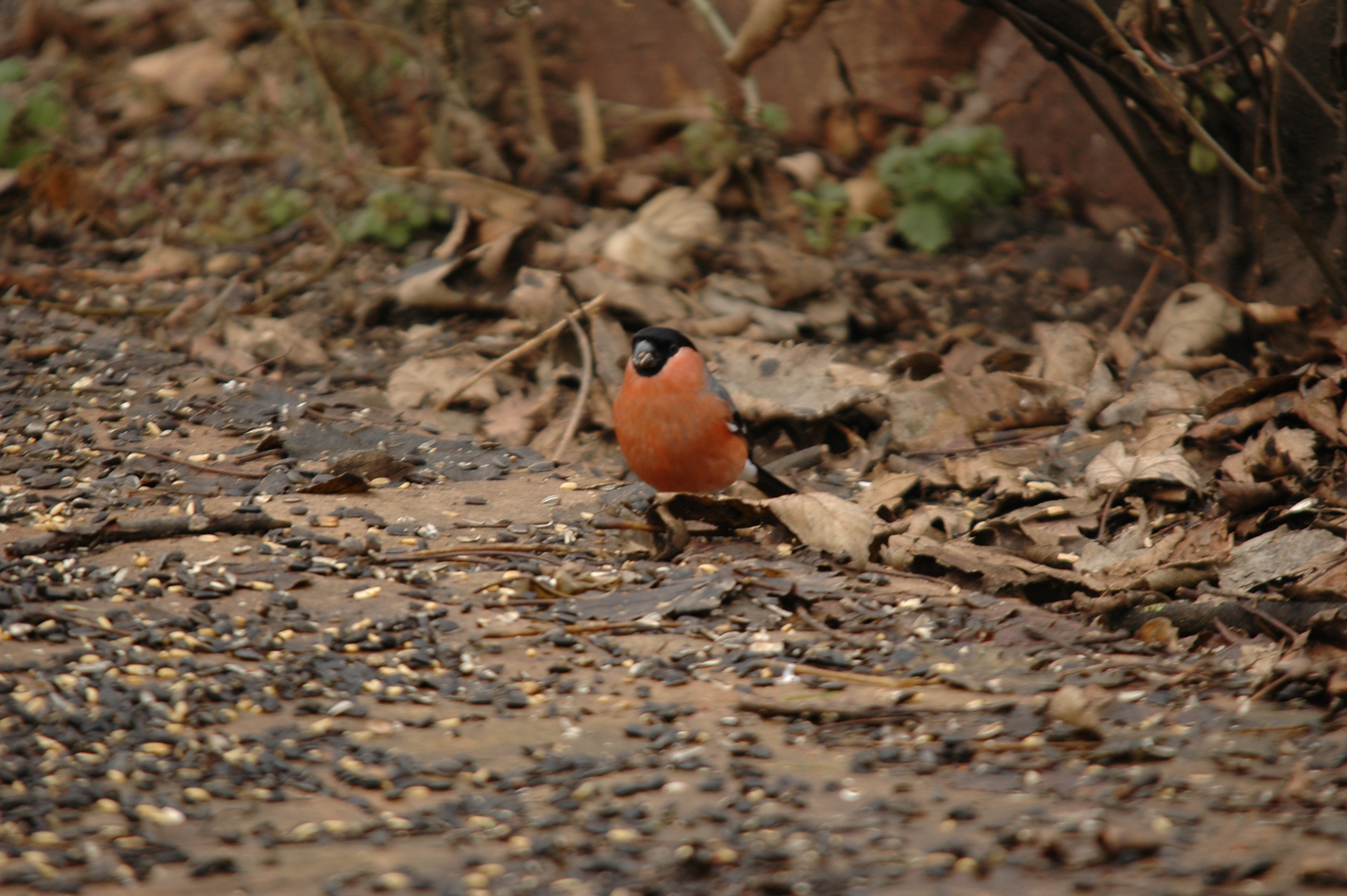 photos/wildlife/Bird_Species/193-Finches/9522-Eurasian_Bullfinch/DSC_4615.JPG