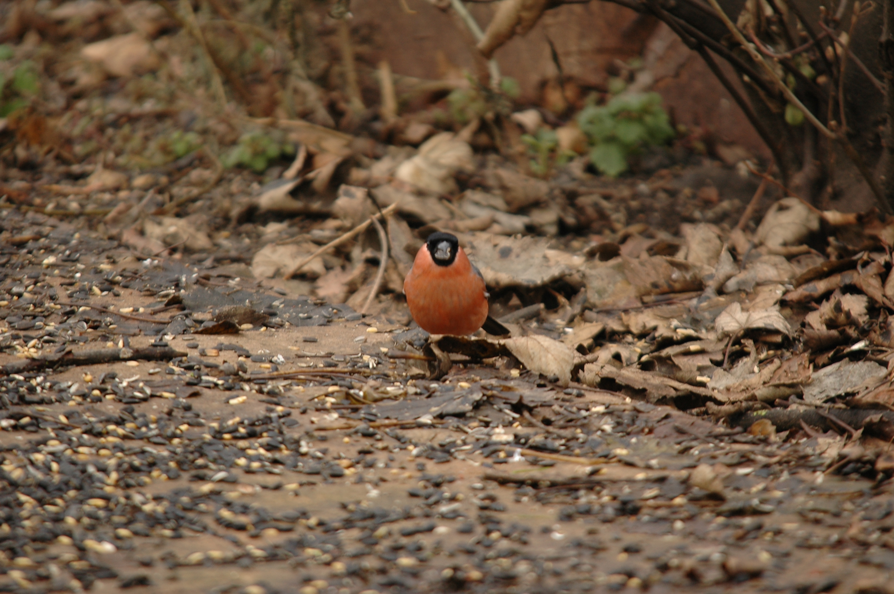 photos/wildlife/Bird_Species/193-Finches/9522-Eurasian_Bullfinch/DSC_4616.JPG