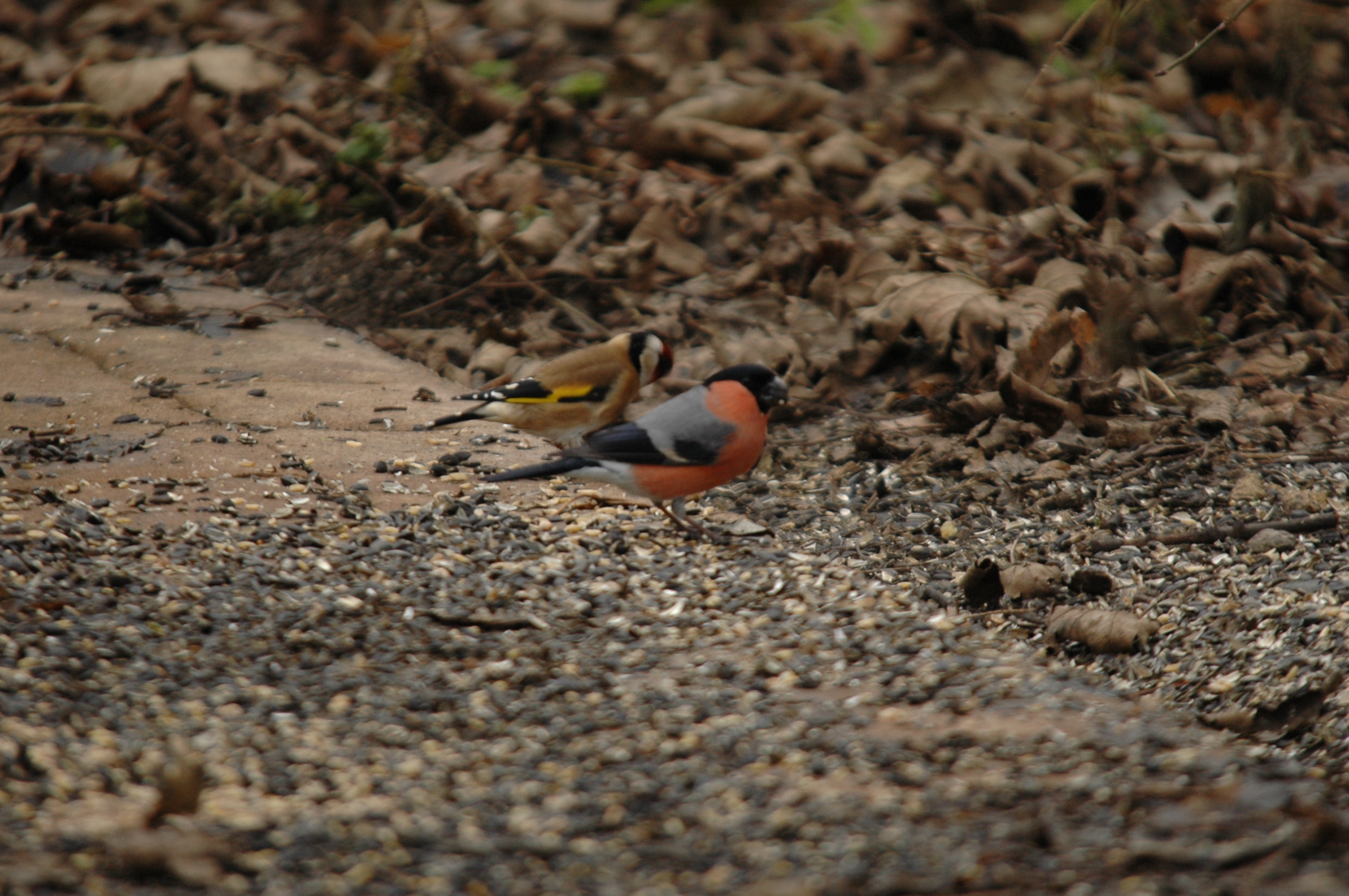 photos/wildlife/Bird_Species/193-Finches/9522-Eurasian_Bullfinch/DSC_4679.JPG
